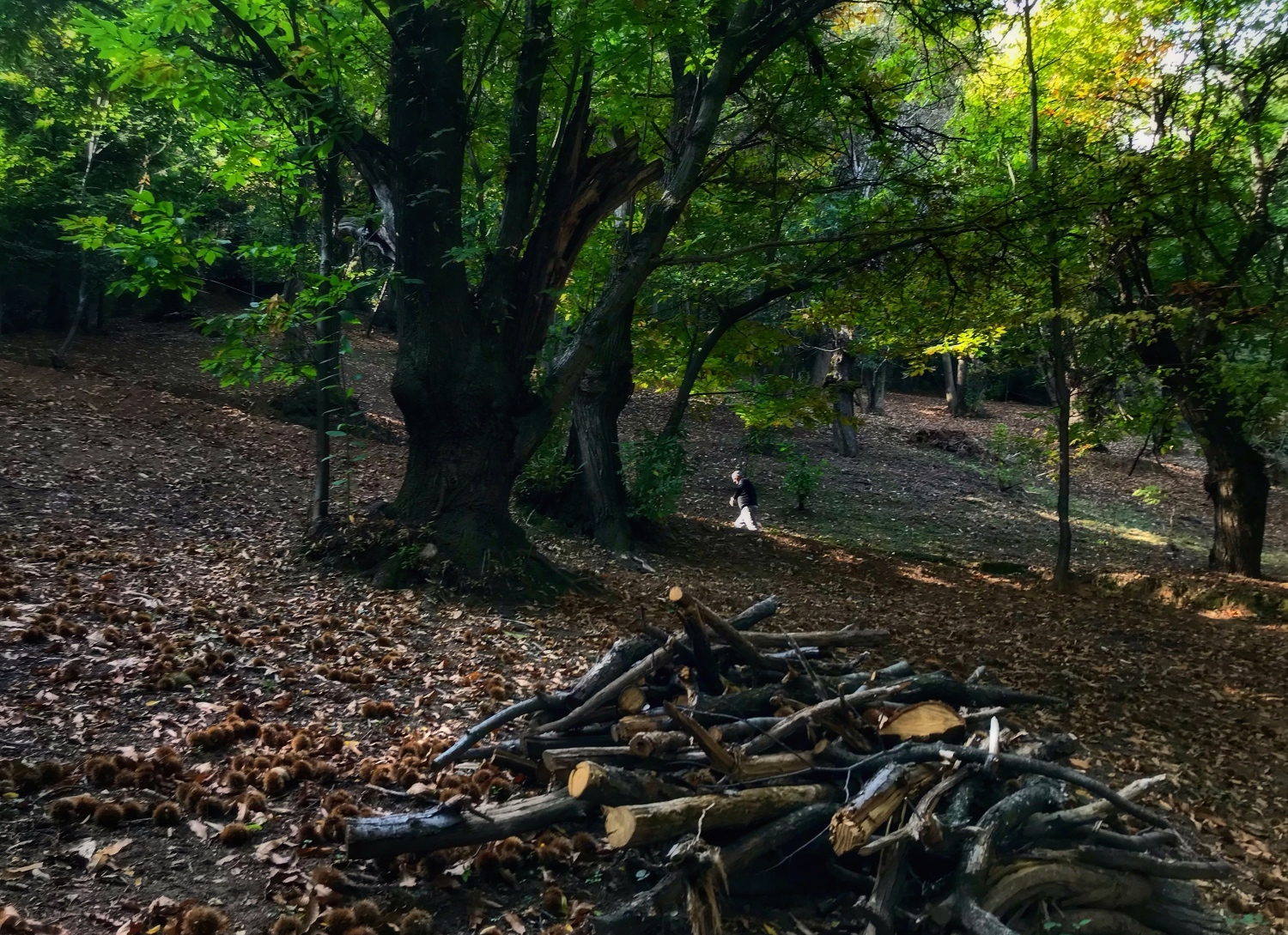 Tempo di pulizia nel bosco