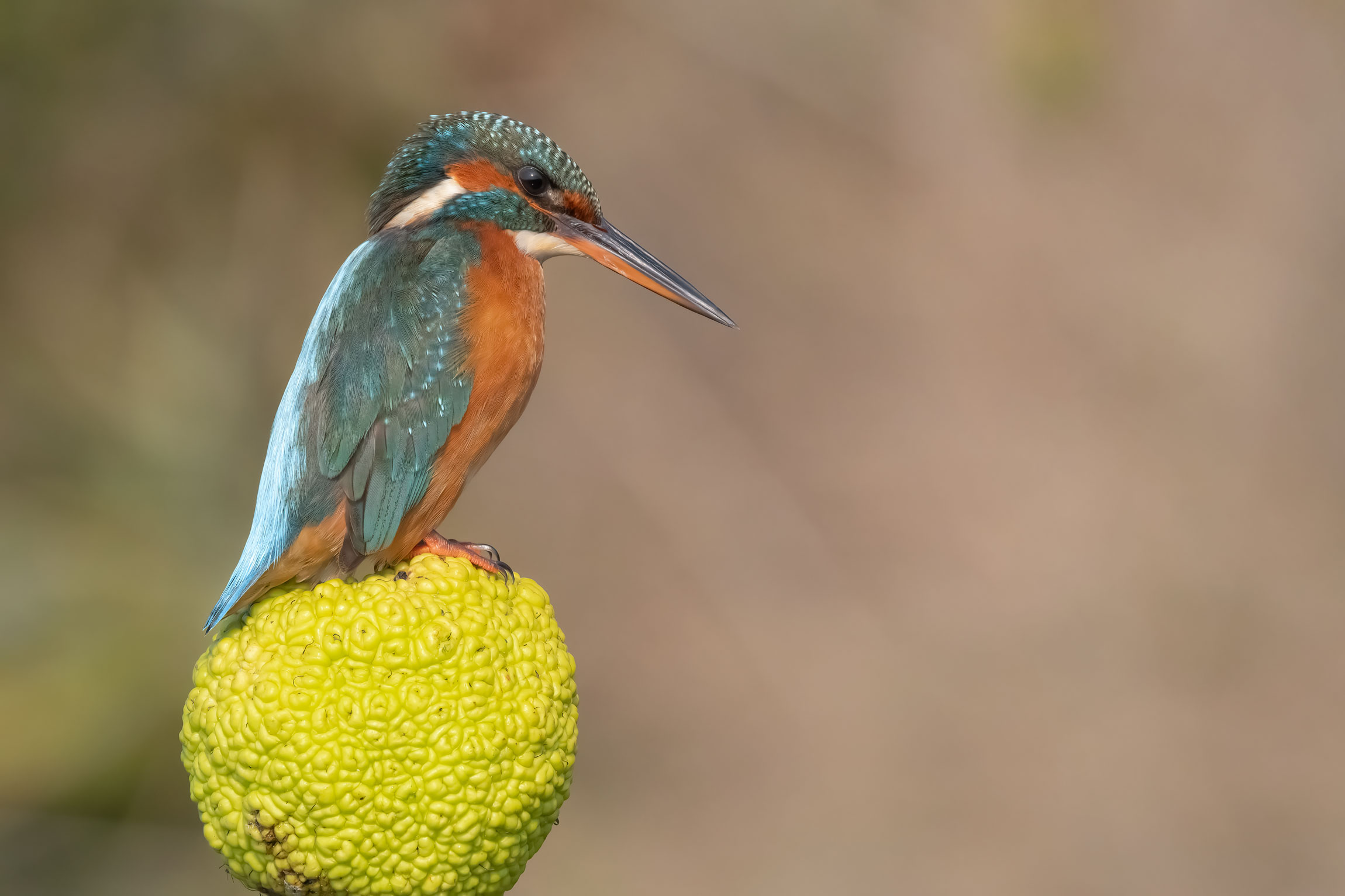 Kingfisher