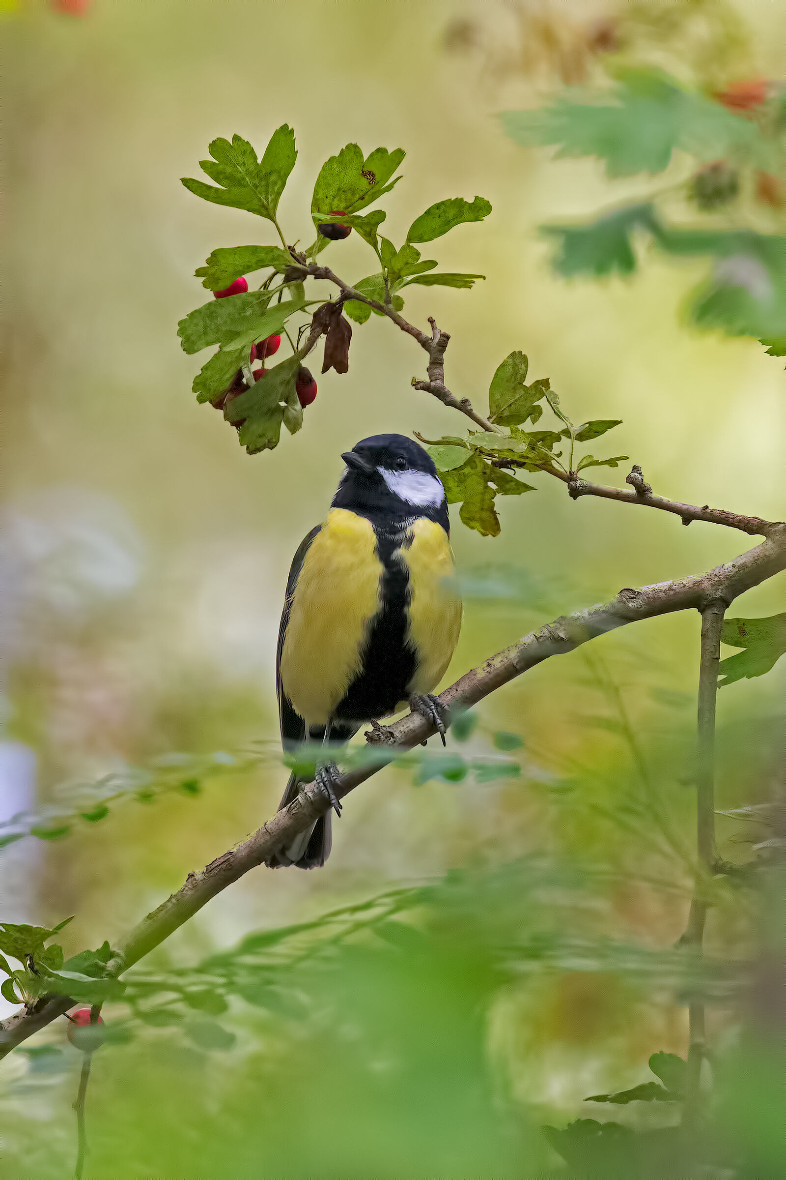 Cinciallegra nel Bosco