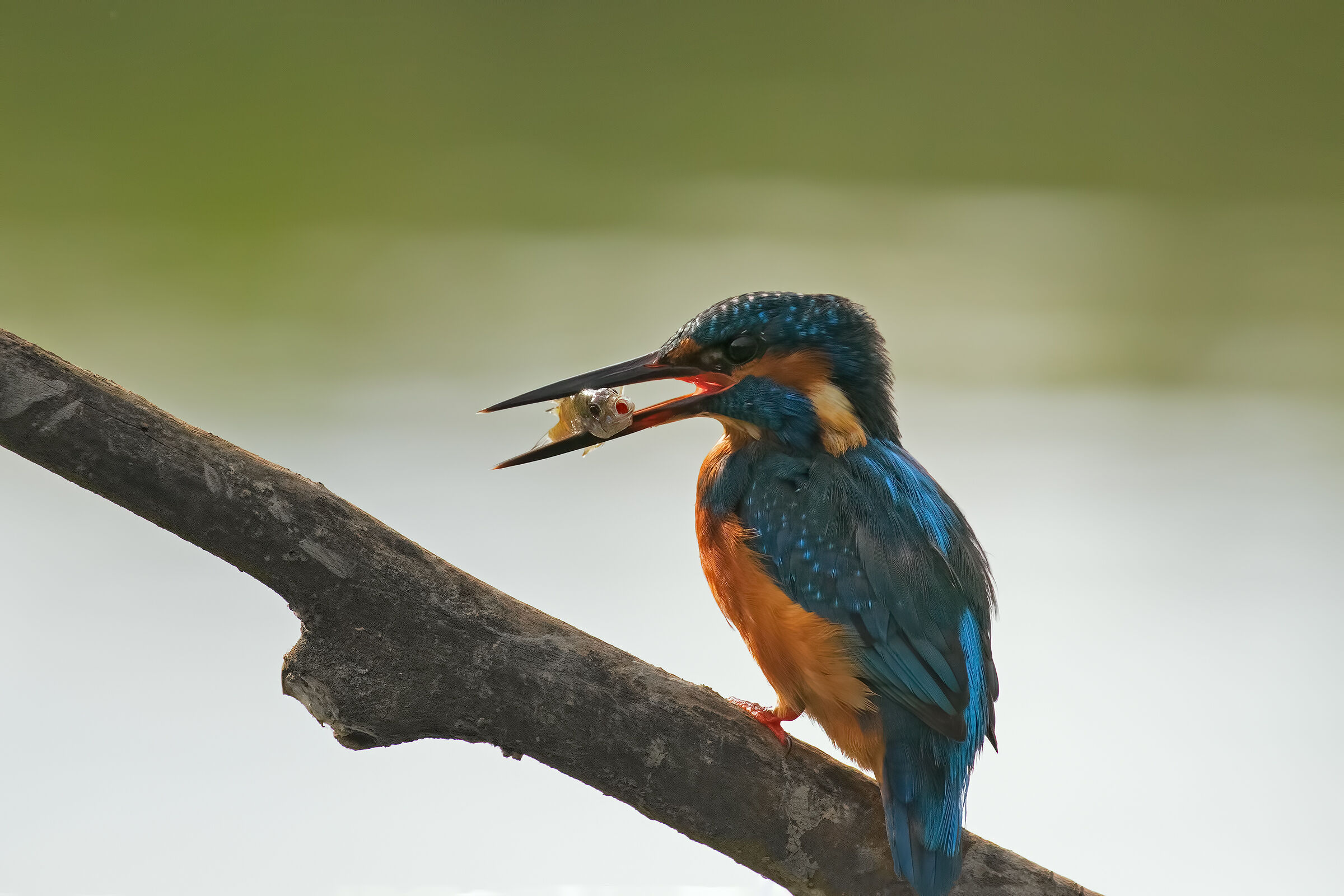 Martino con reda in Controluce