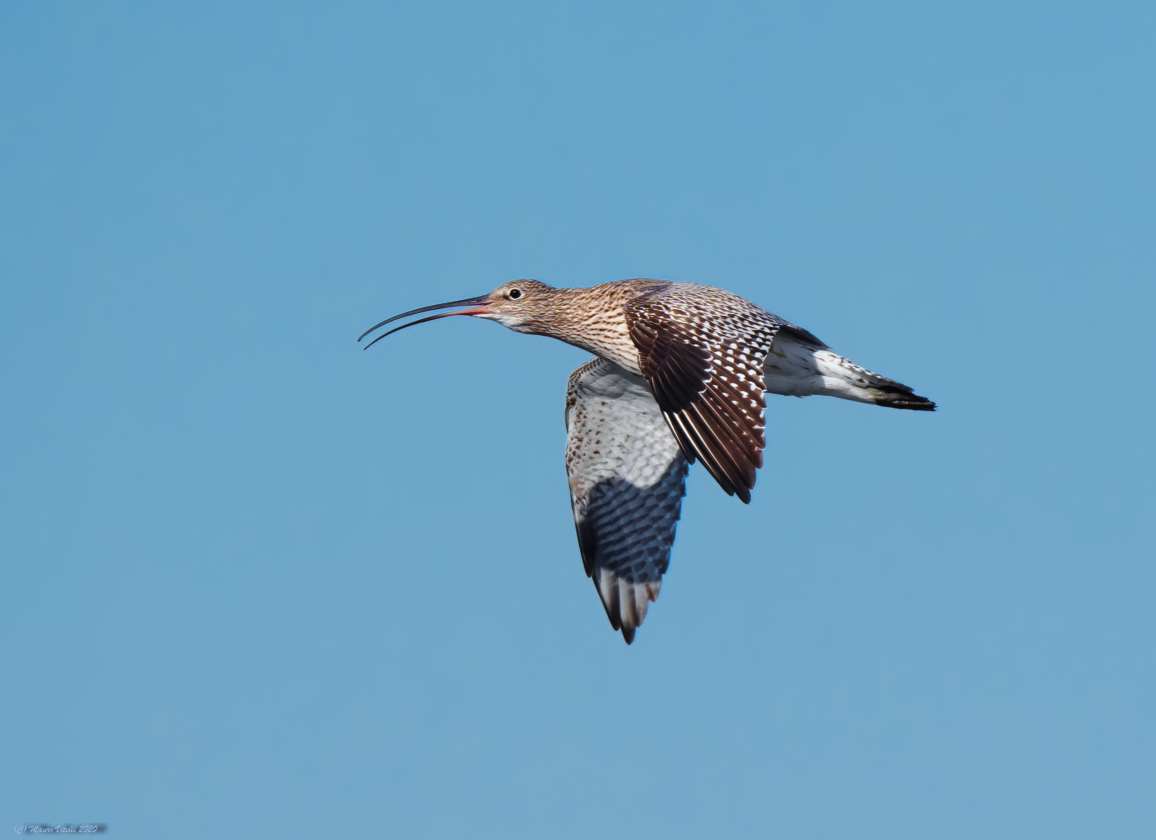 Chiurlo major (Numenius arquata)