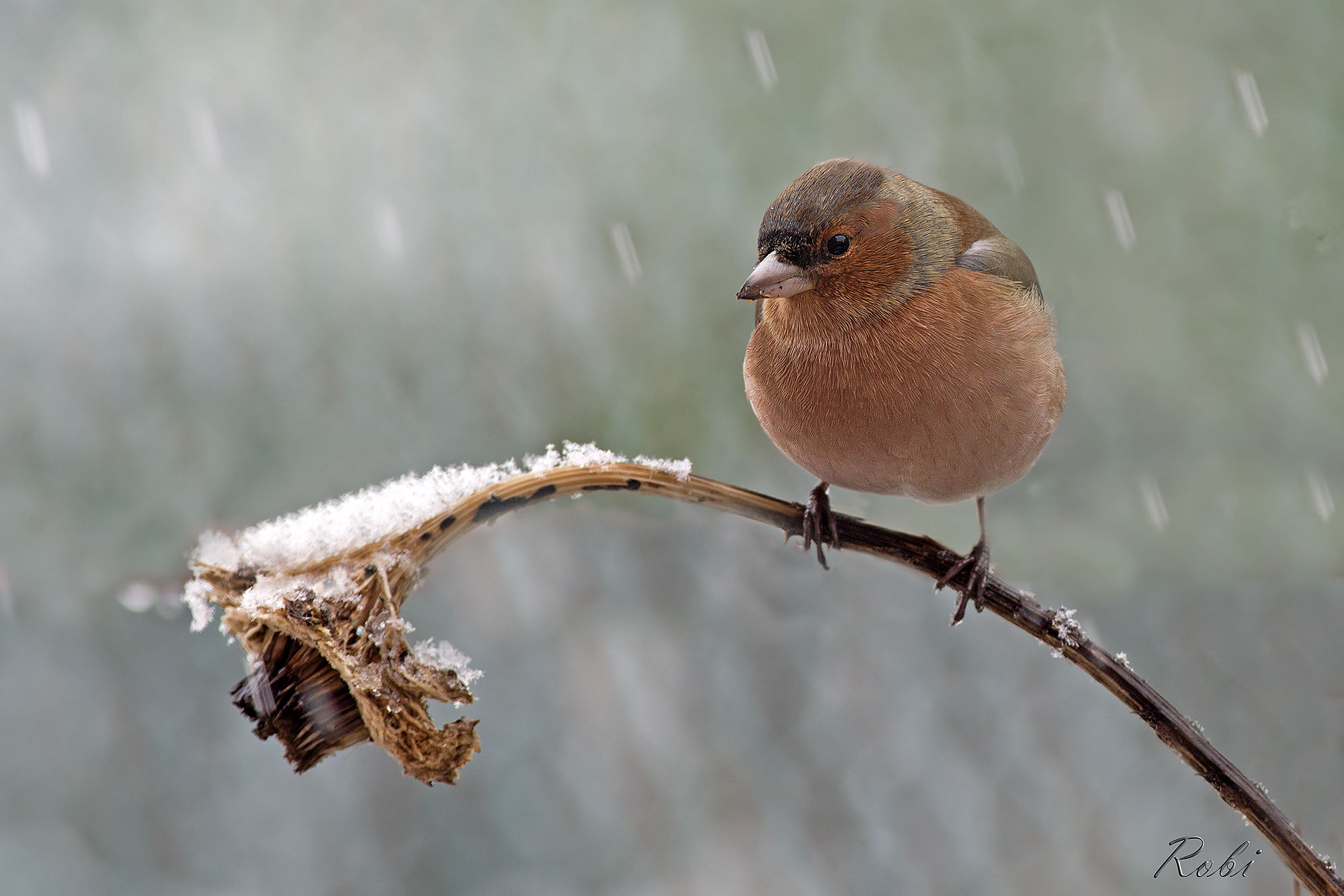Fringuello sotto la neve