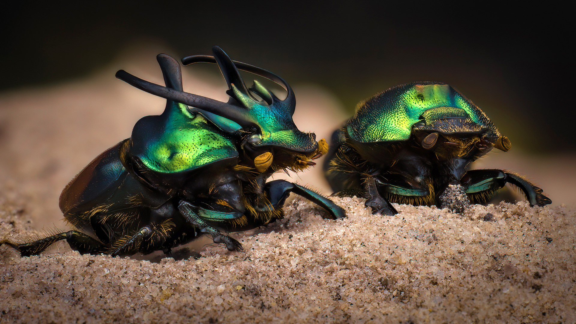 Proagoderus sexcornutus