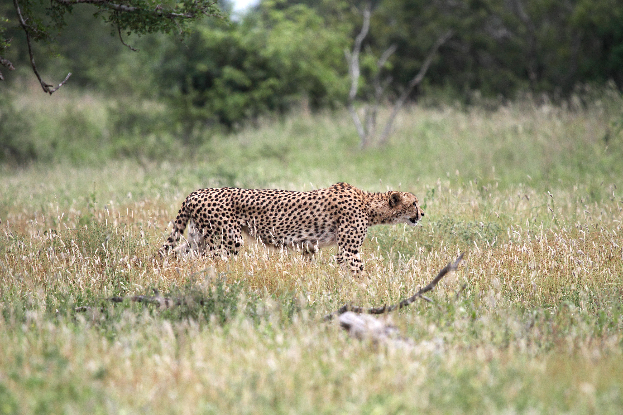 South Africa - Kruger National Park