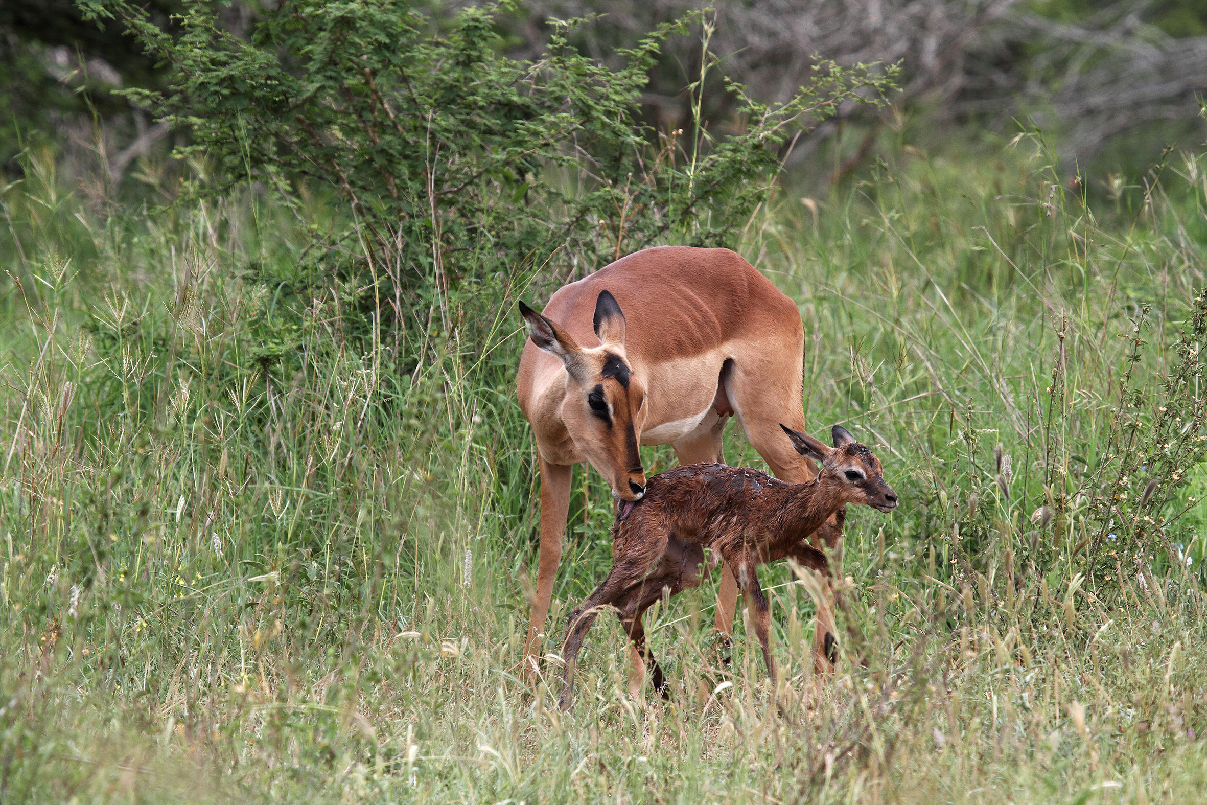 South Africa - Kruger National Park