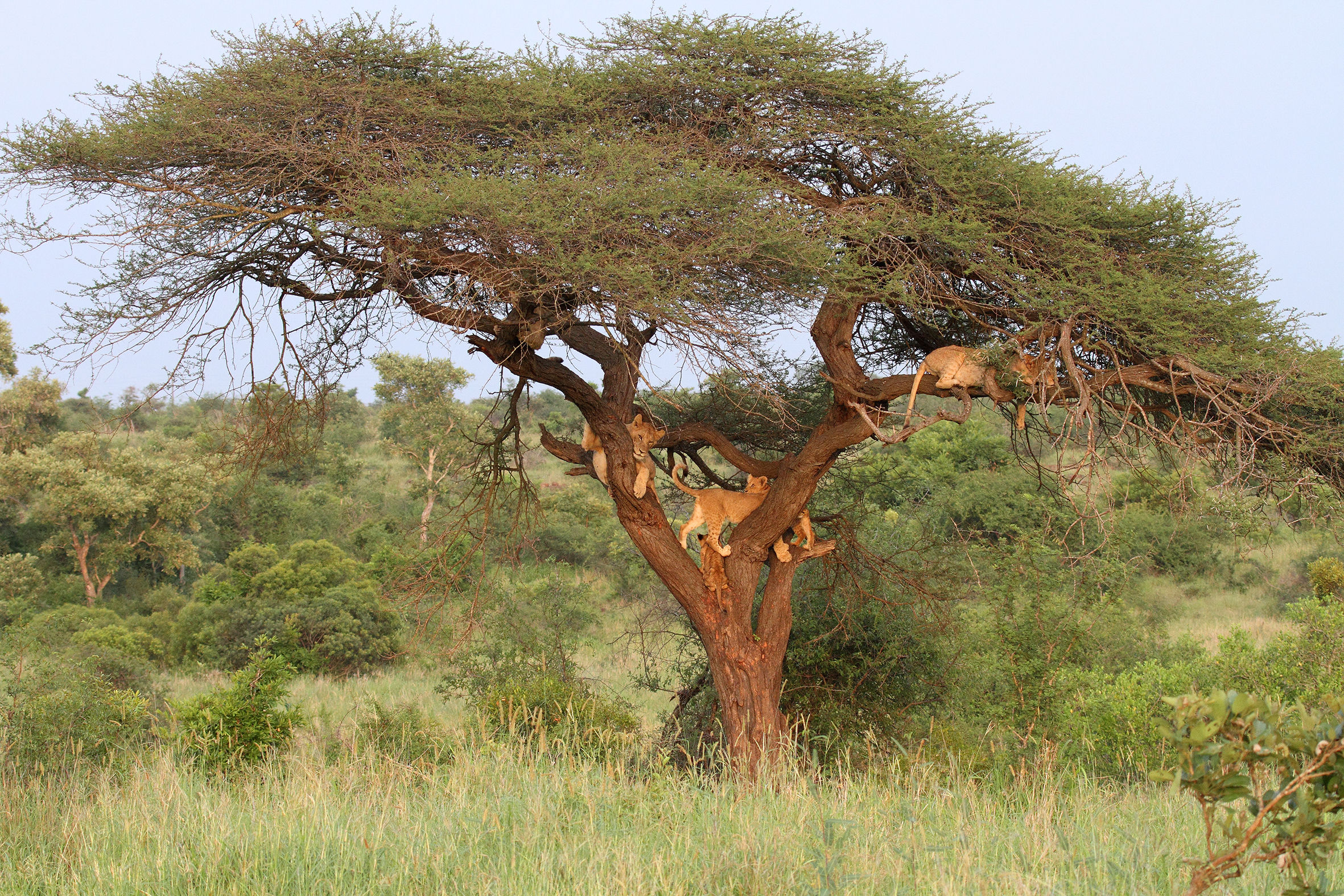 South Africa - Kruger National Park