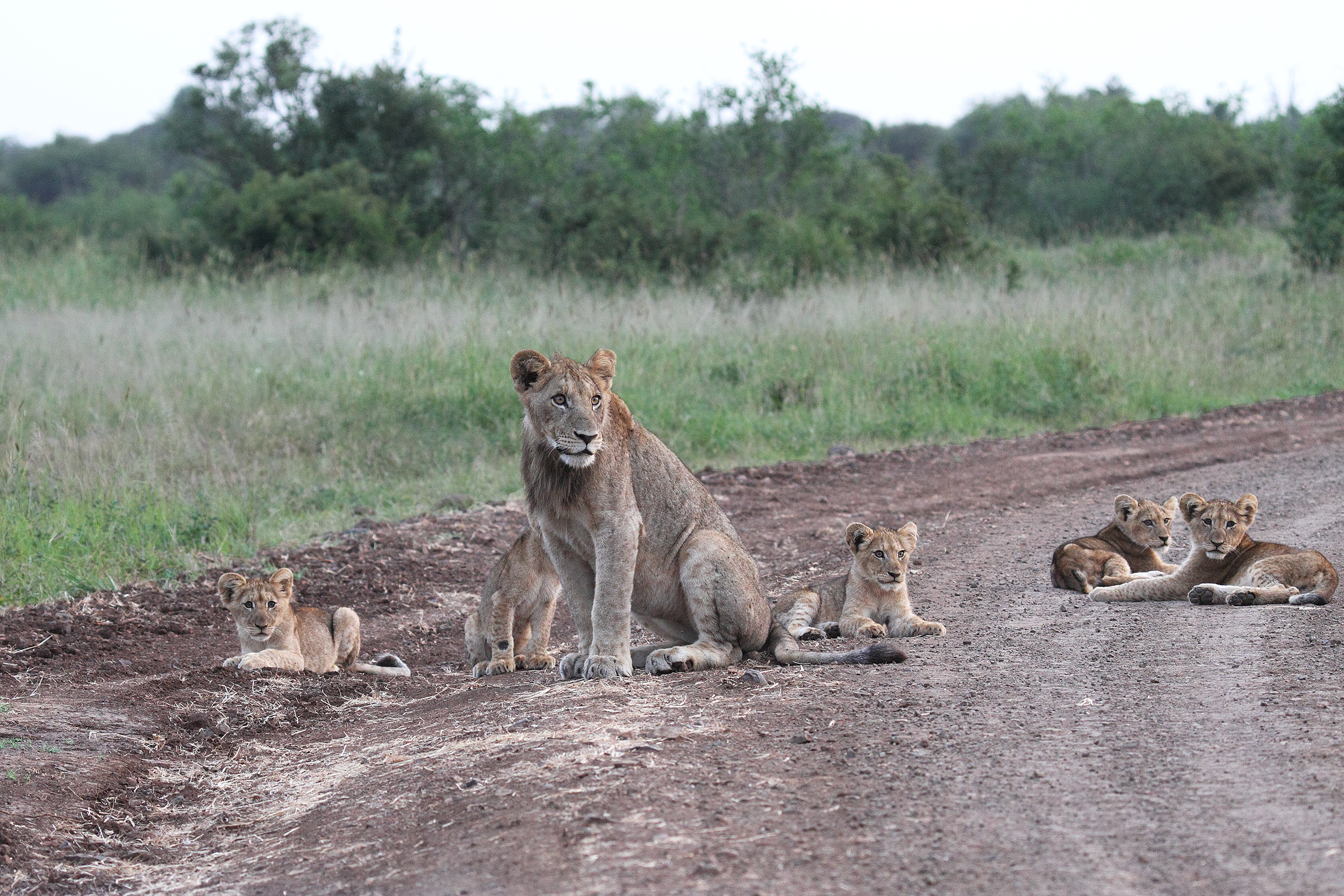 South Africa - Kruger National Park
