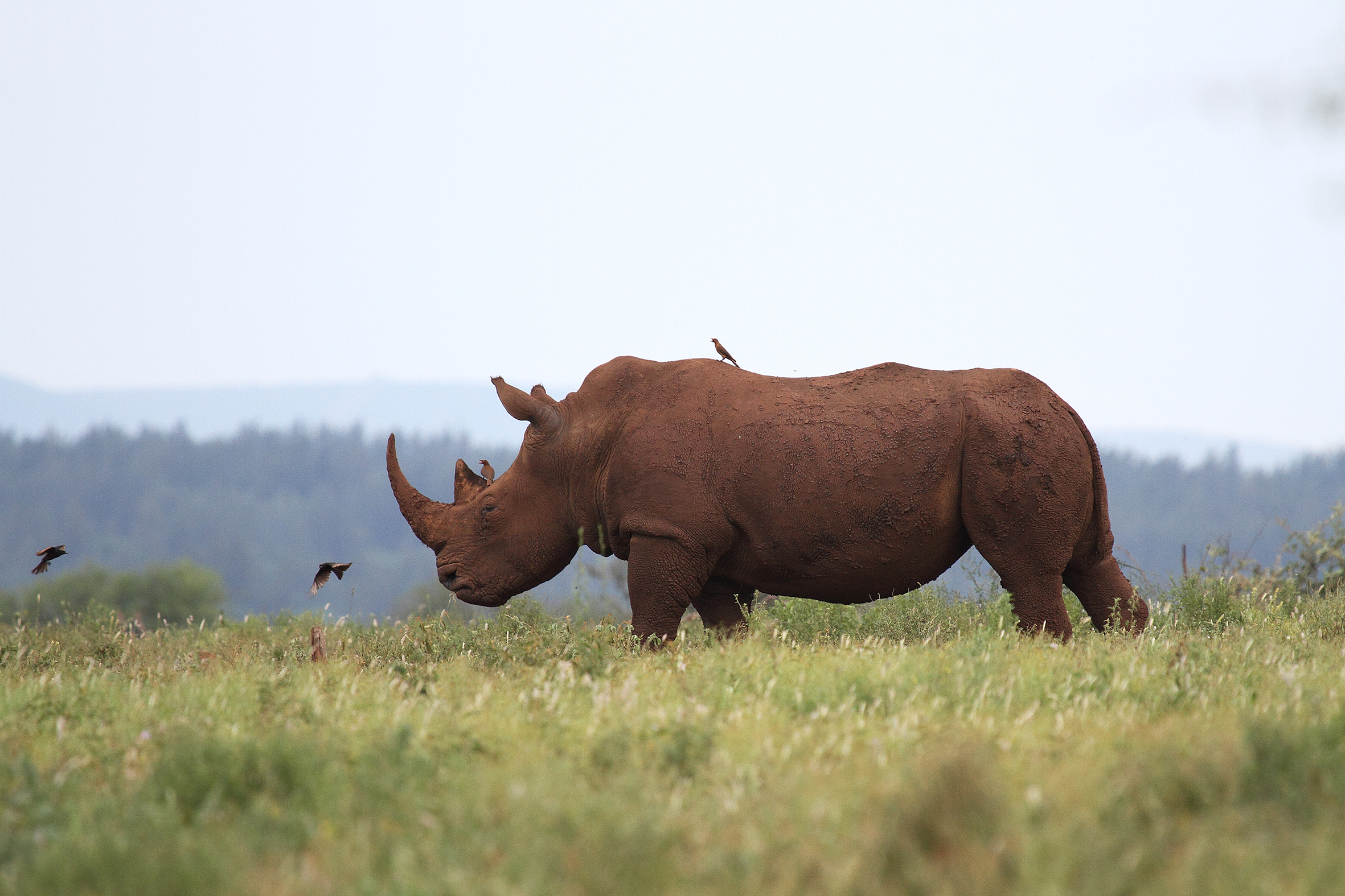 South Africa - Kruger National Park