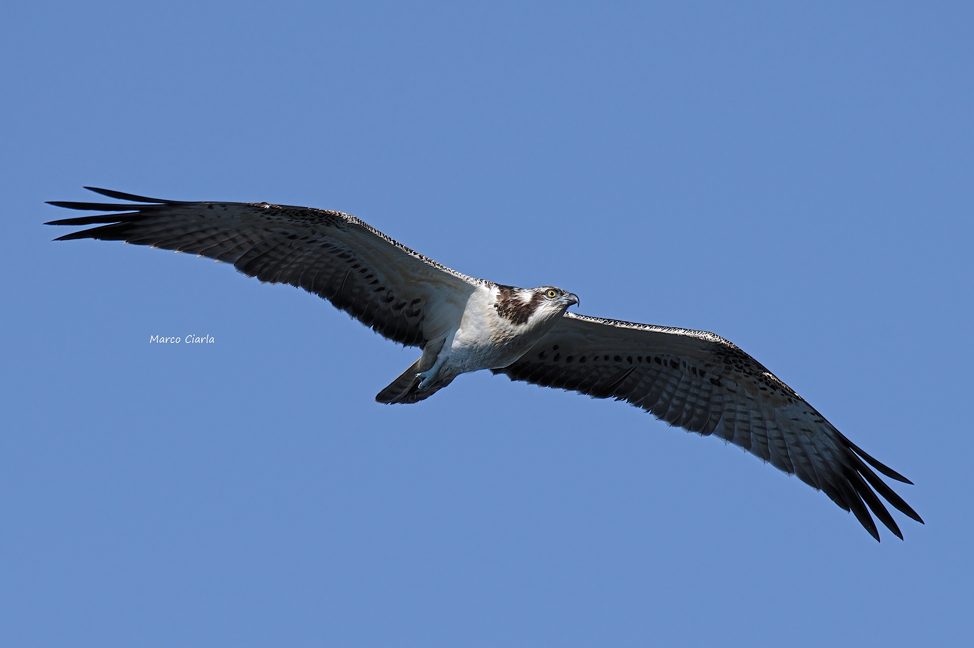 Osprey
