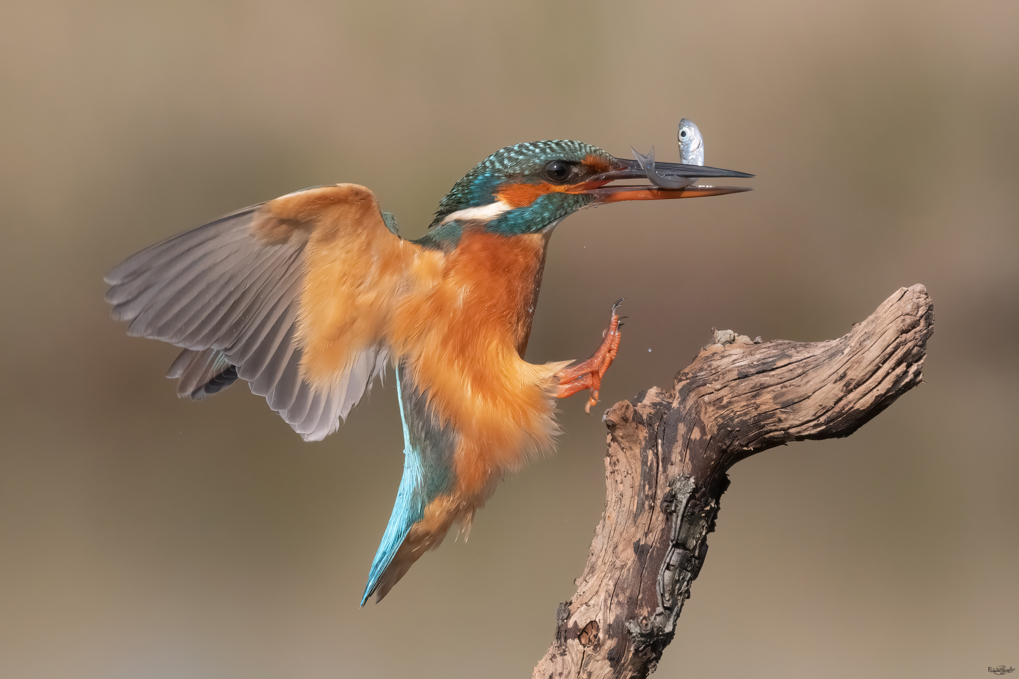 Kingfisher