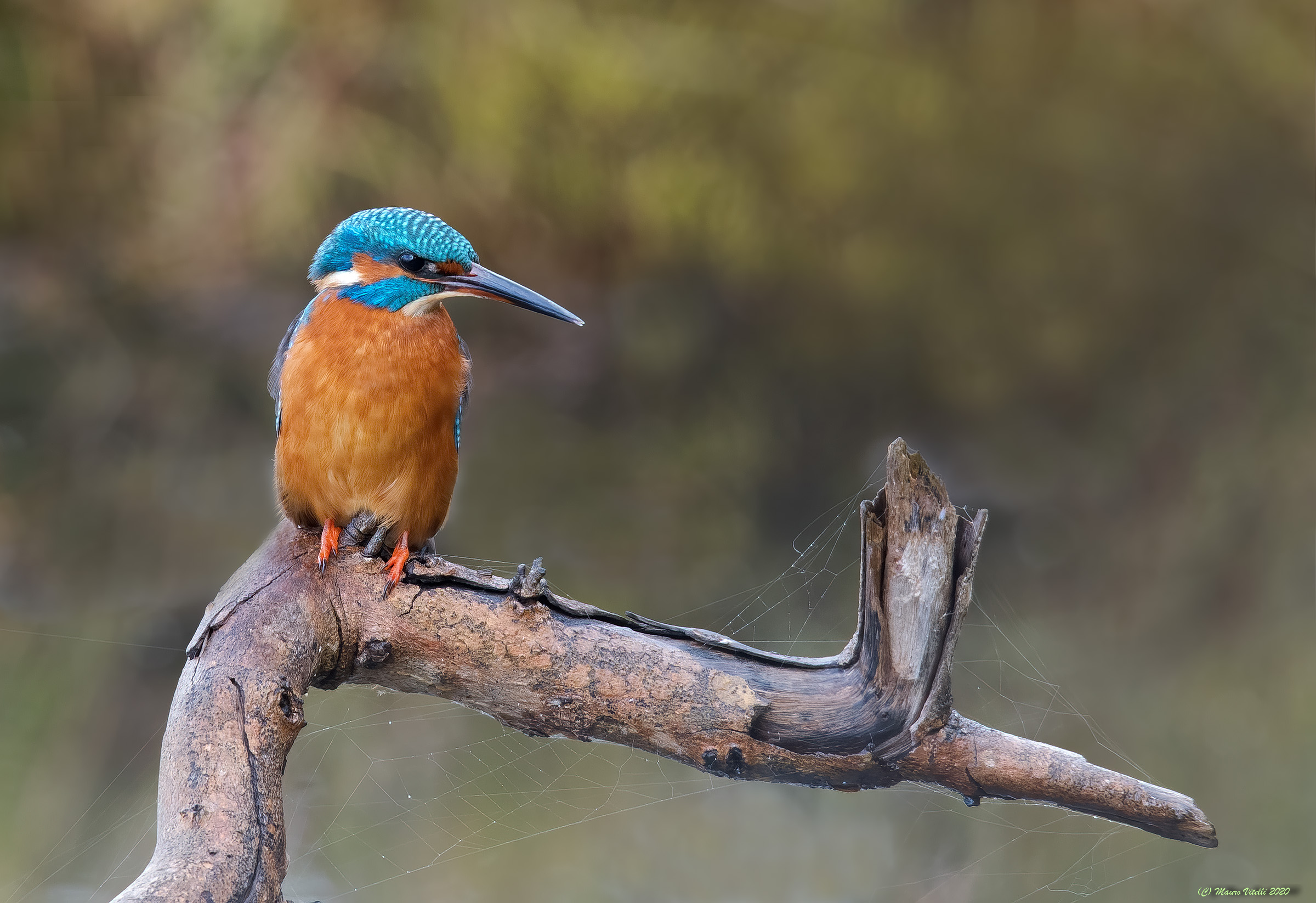 Kingfisher (Alcedo atthis)