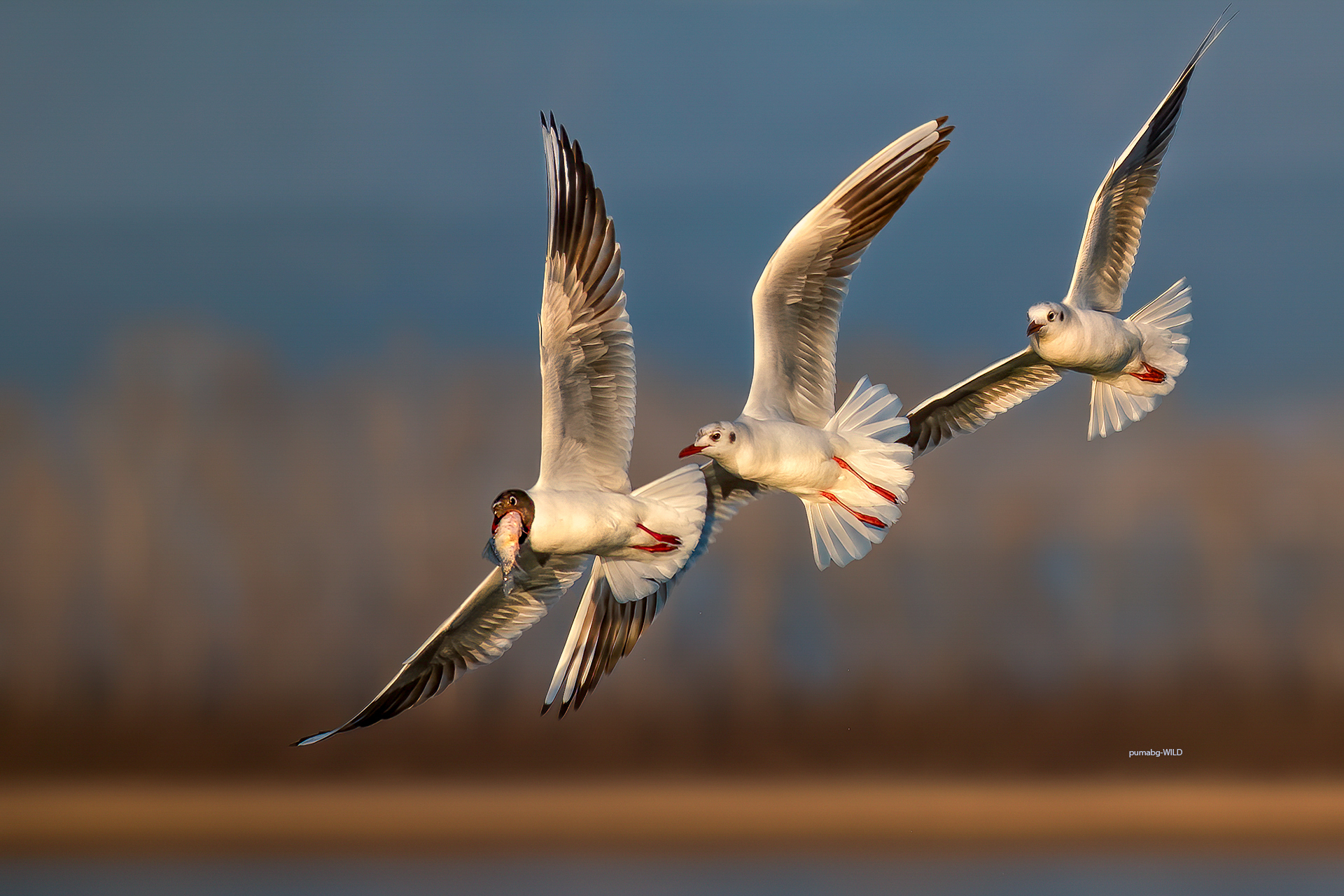 Uno per tutti, tutti per uno...