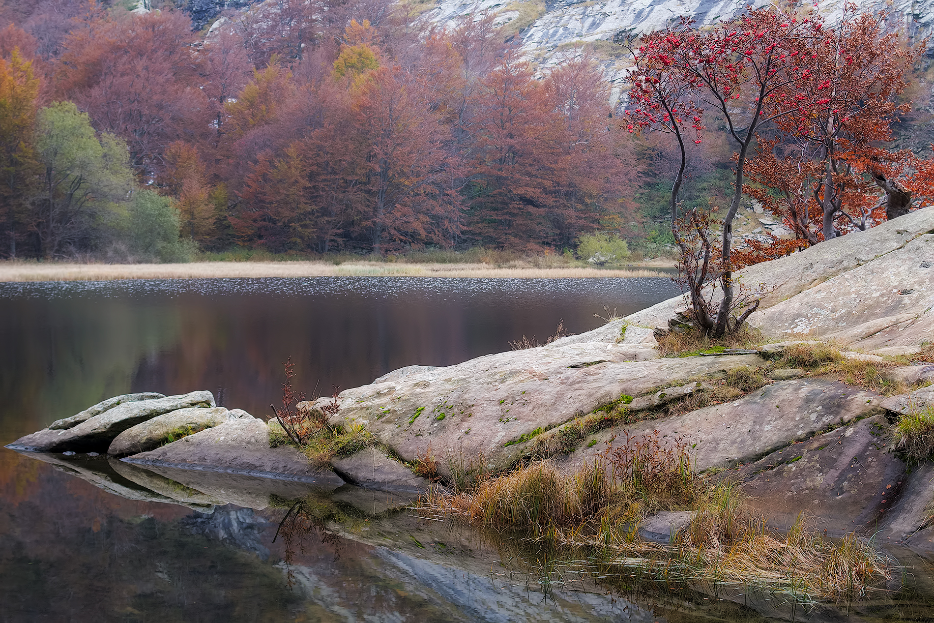 Sorbo degli uccellatori