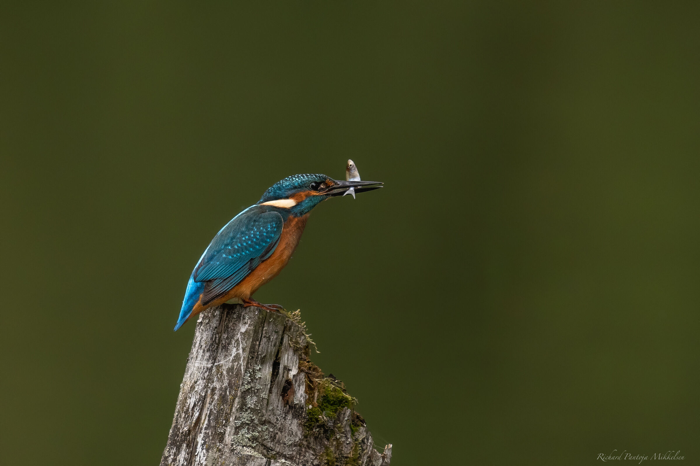Common kingfisher