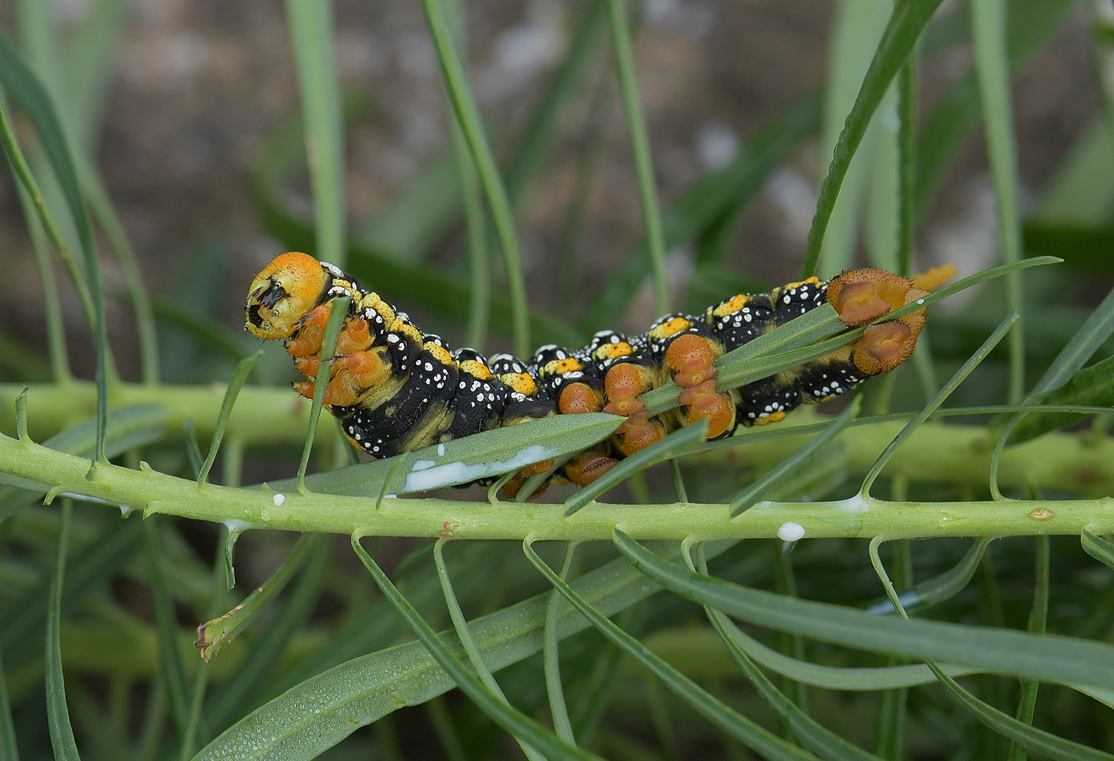 Sfinge dell'euforbia
