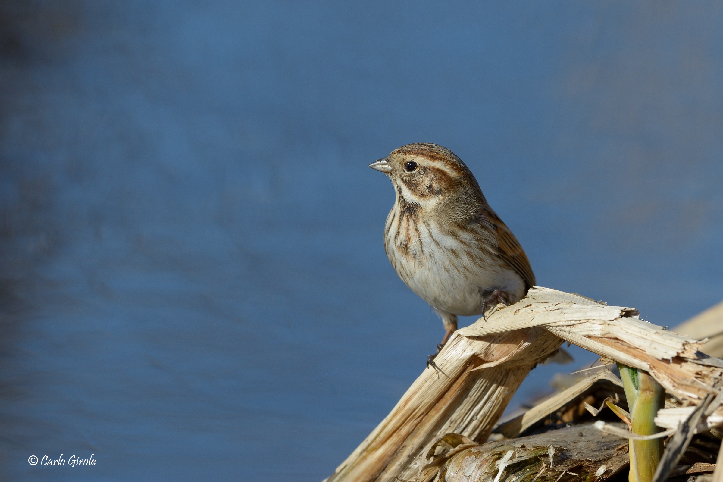 Marsh Mile (Emberiza schoeniclus)
