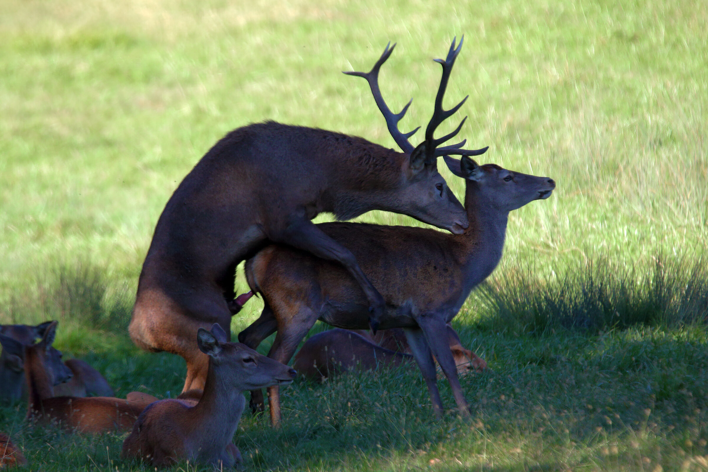 il fine ultimo...del bramito