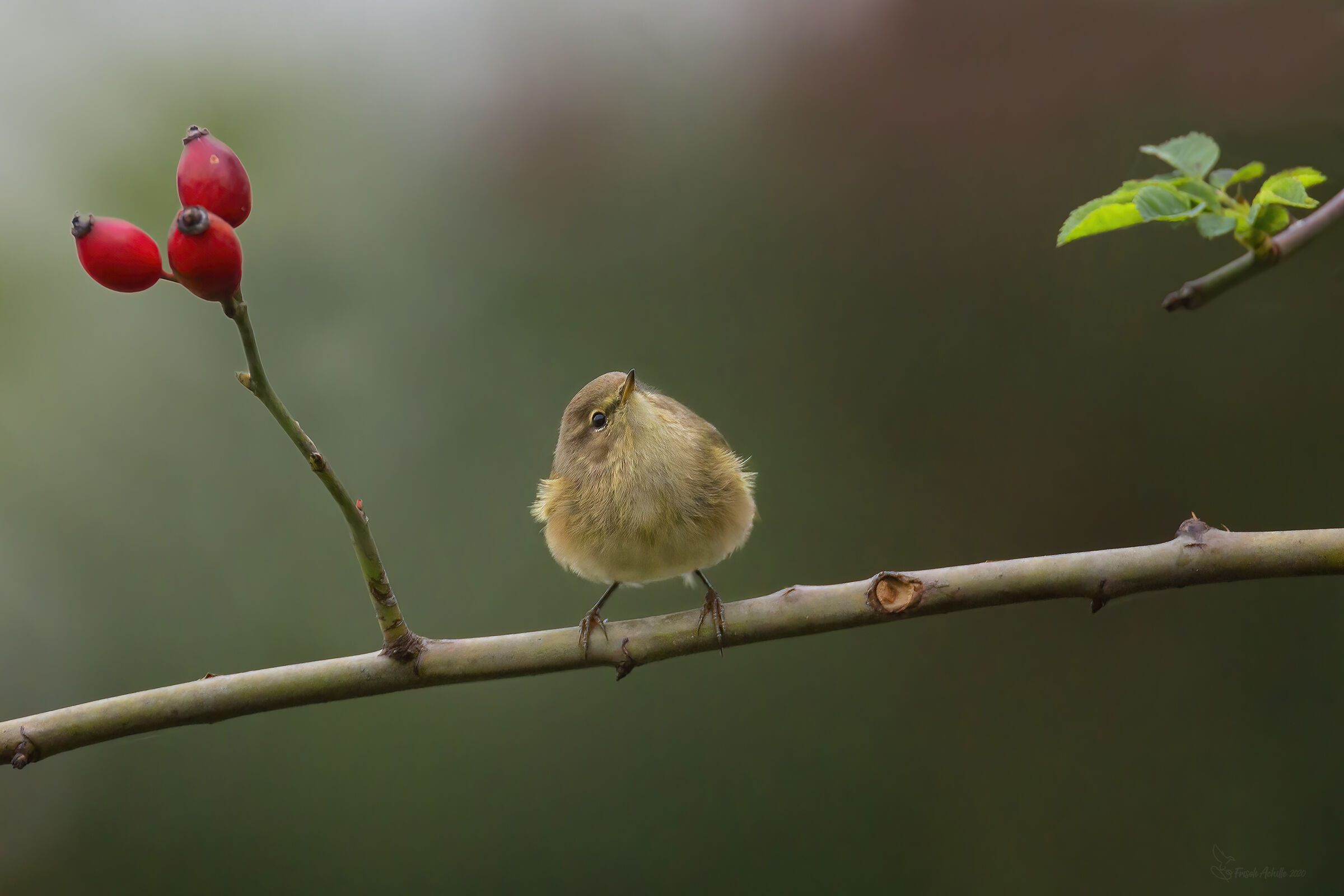 Well, is it going to rain? " Luì piccolo "