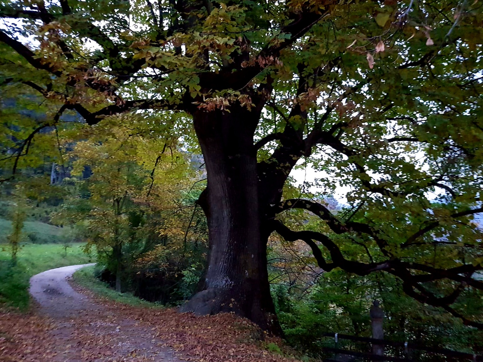 The great essay. Autumn suggestions