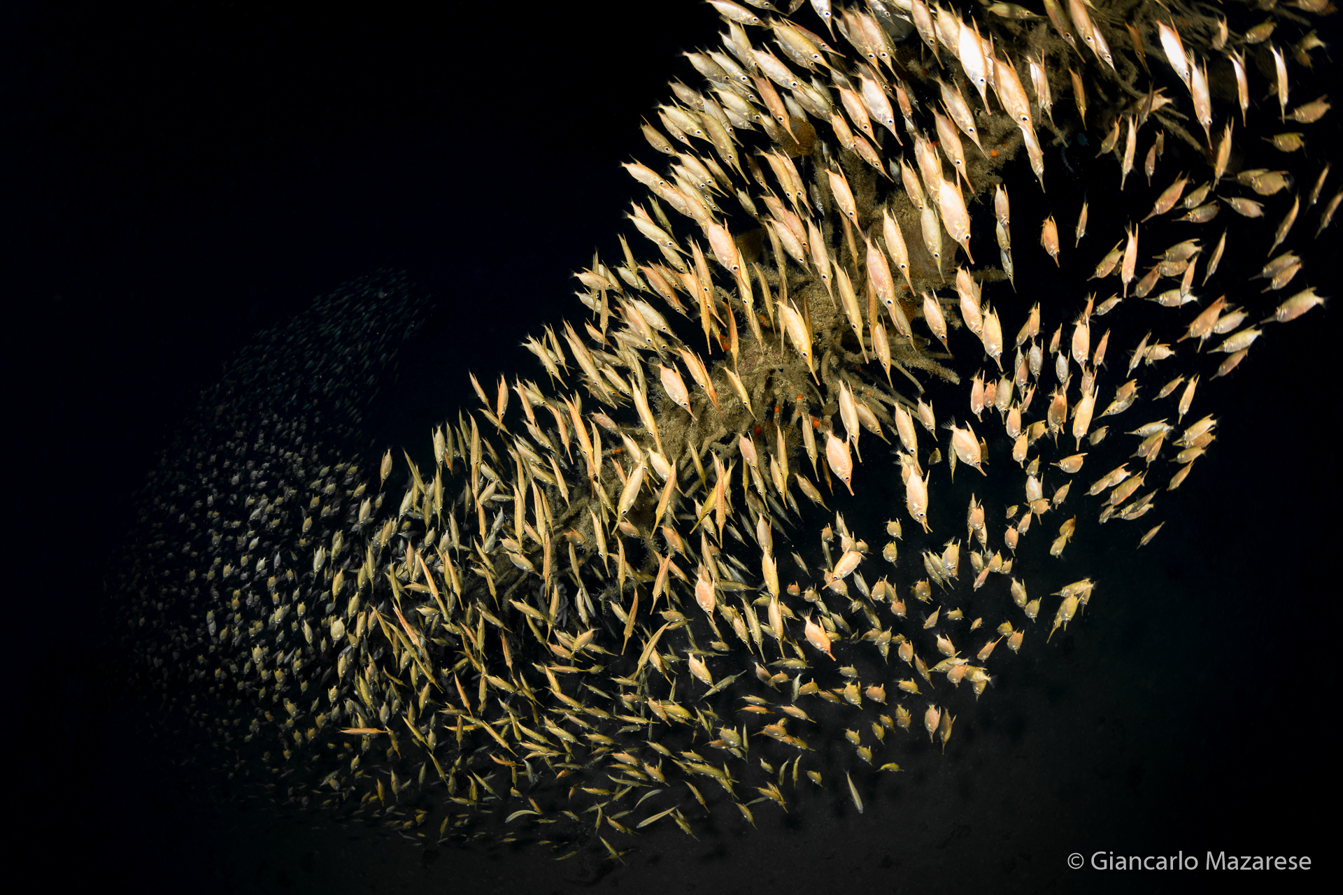 Trombetta in cordata