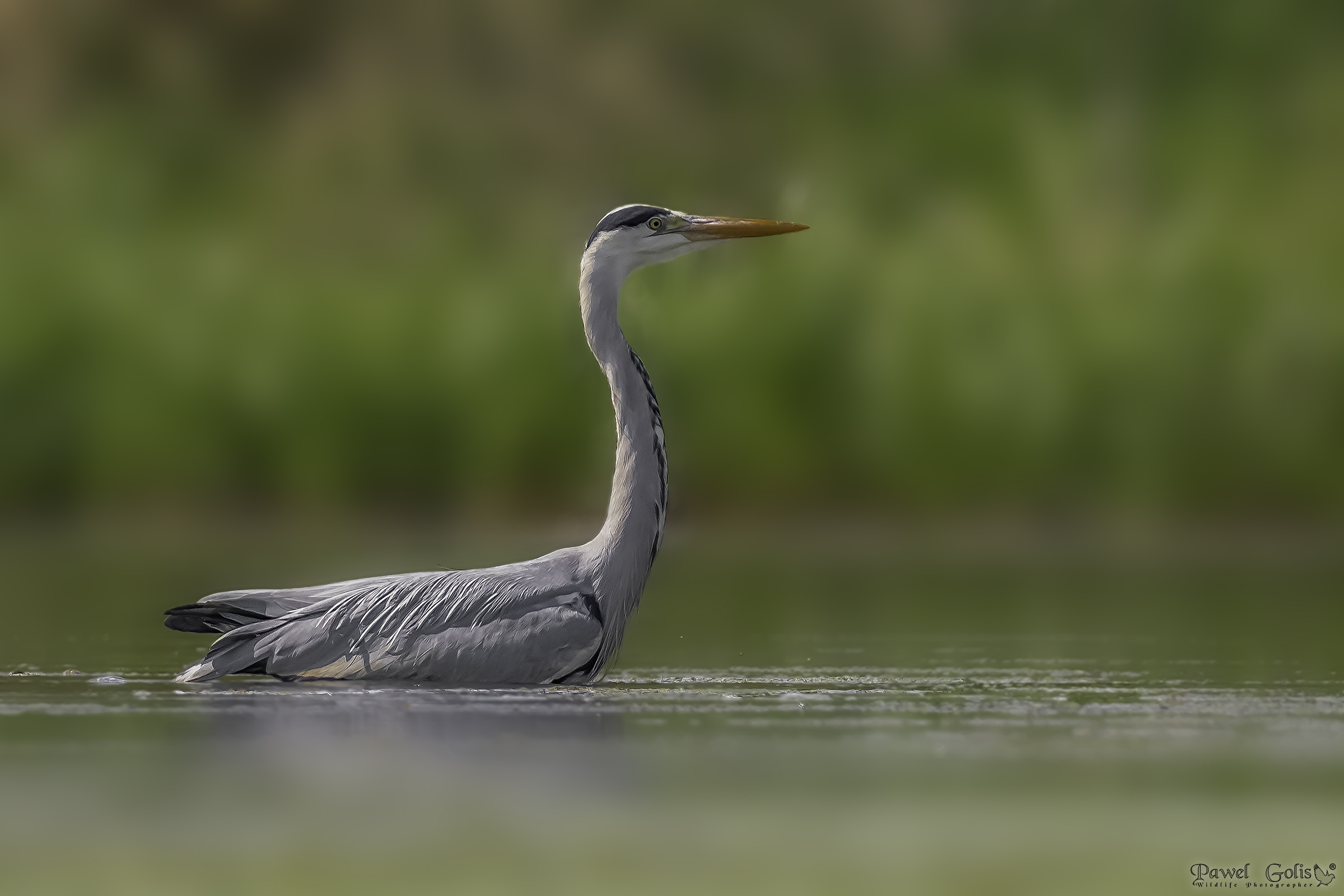 Heron grigio (Ardea cinerea)
