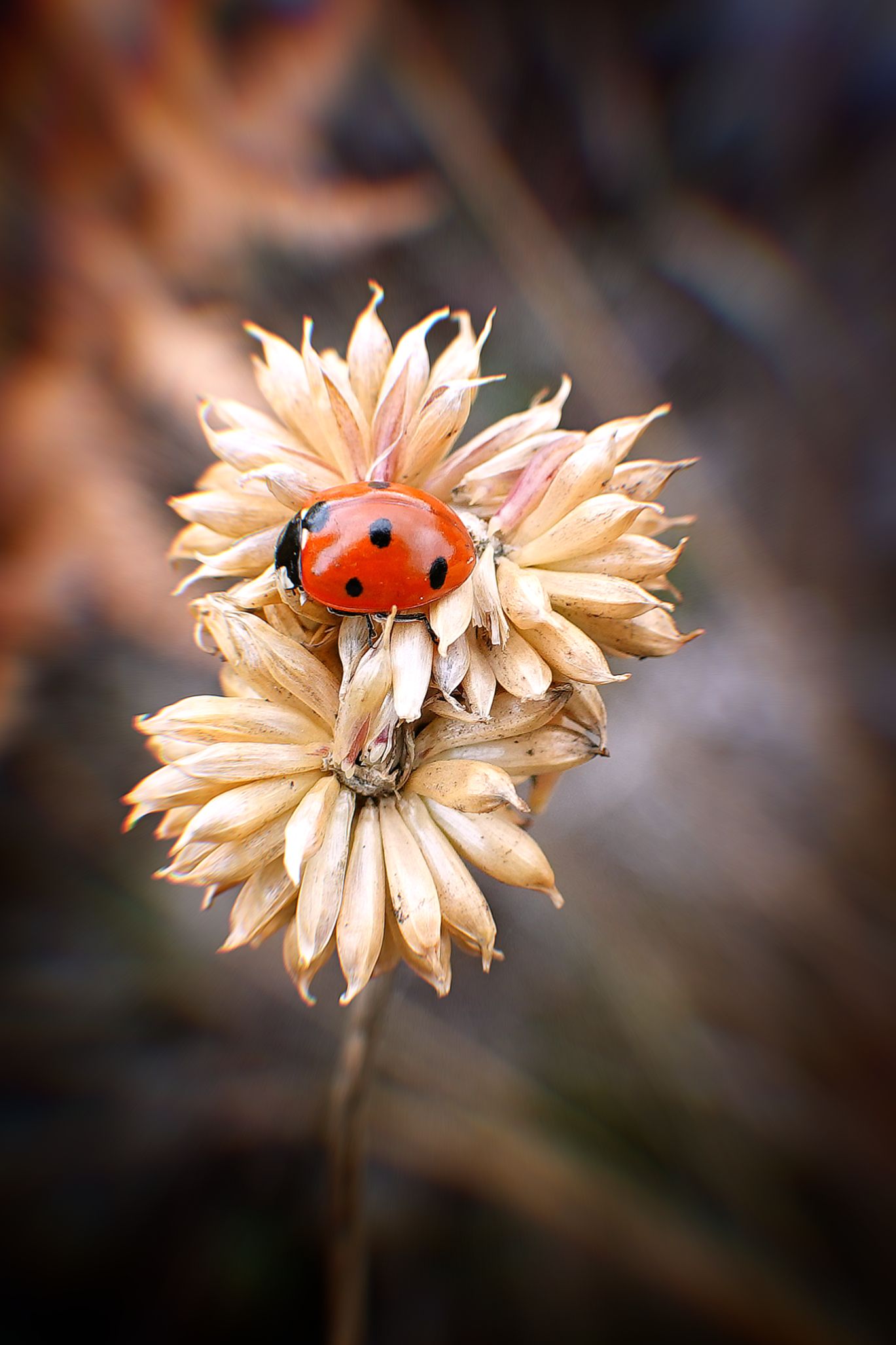 Ladybug