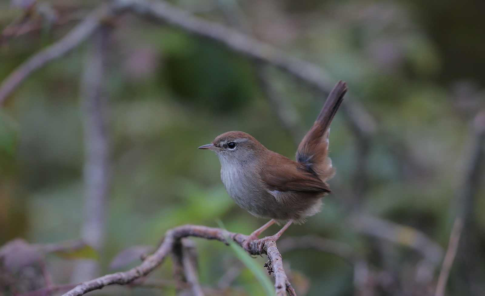 bouscarle de cetti