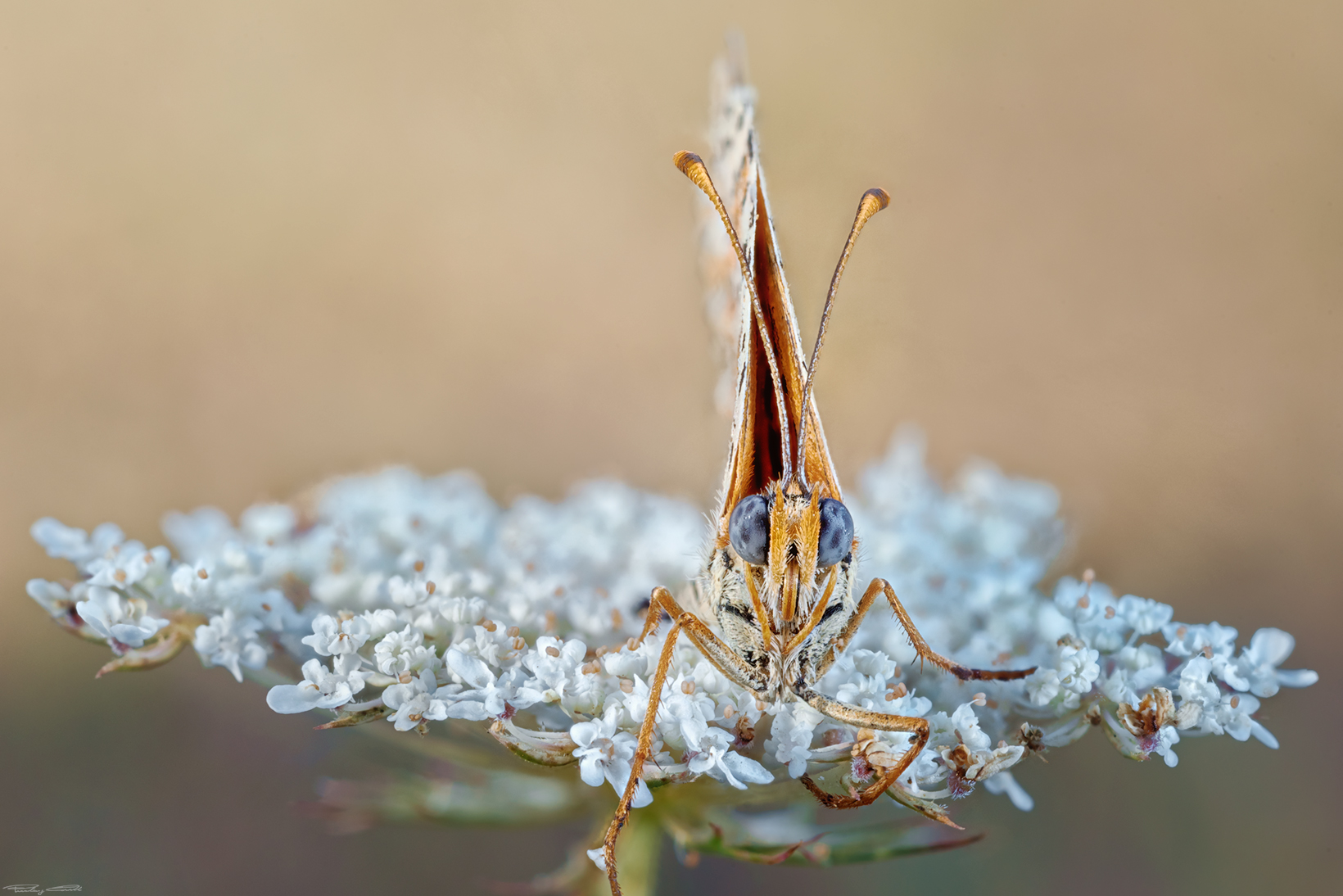 Queen_Melitae Didyma