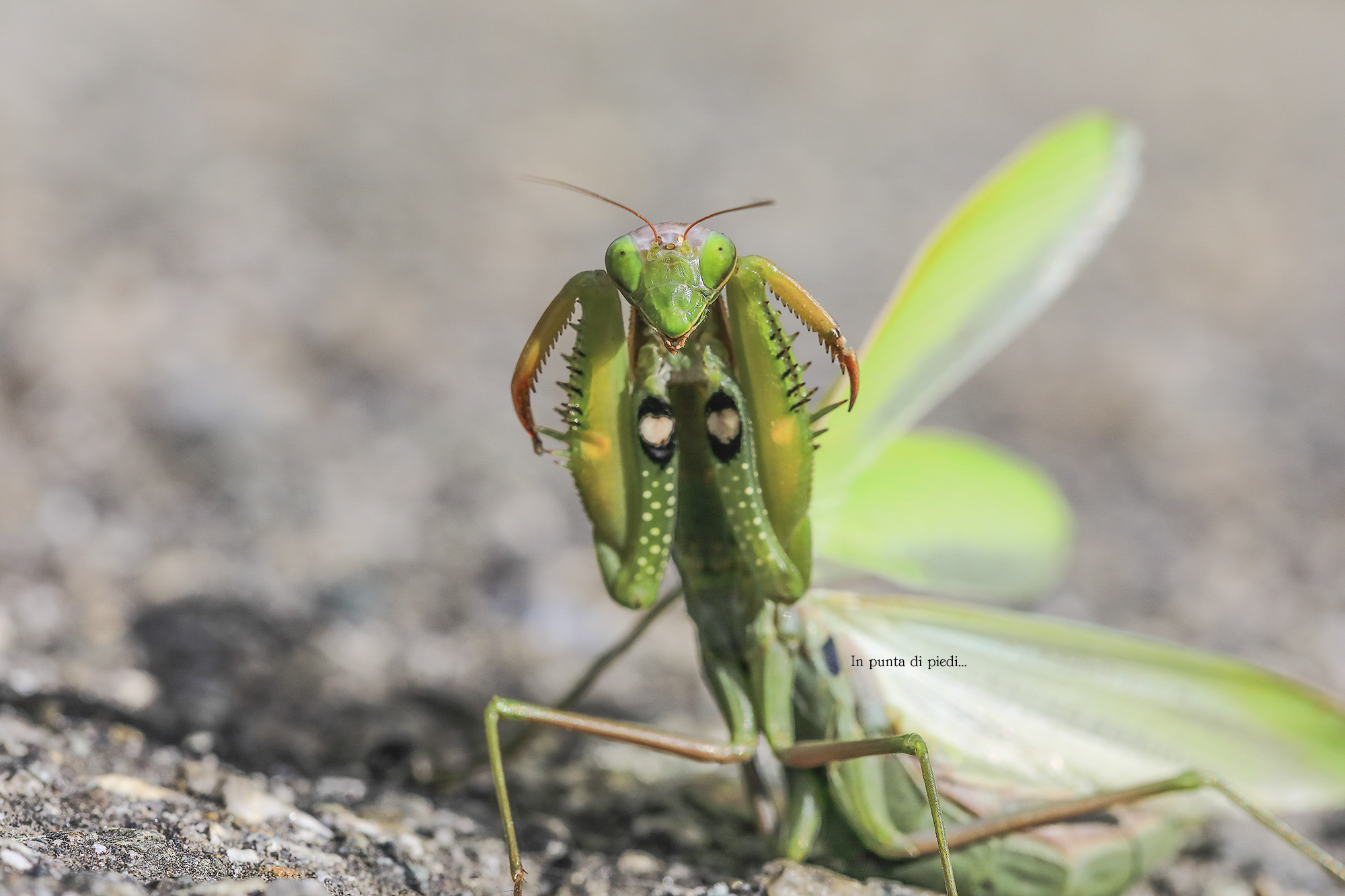 the fake eyes of European mantis - Mantis religiosa