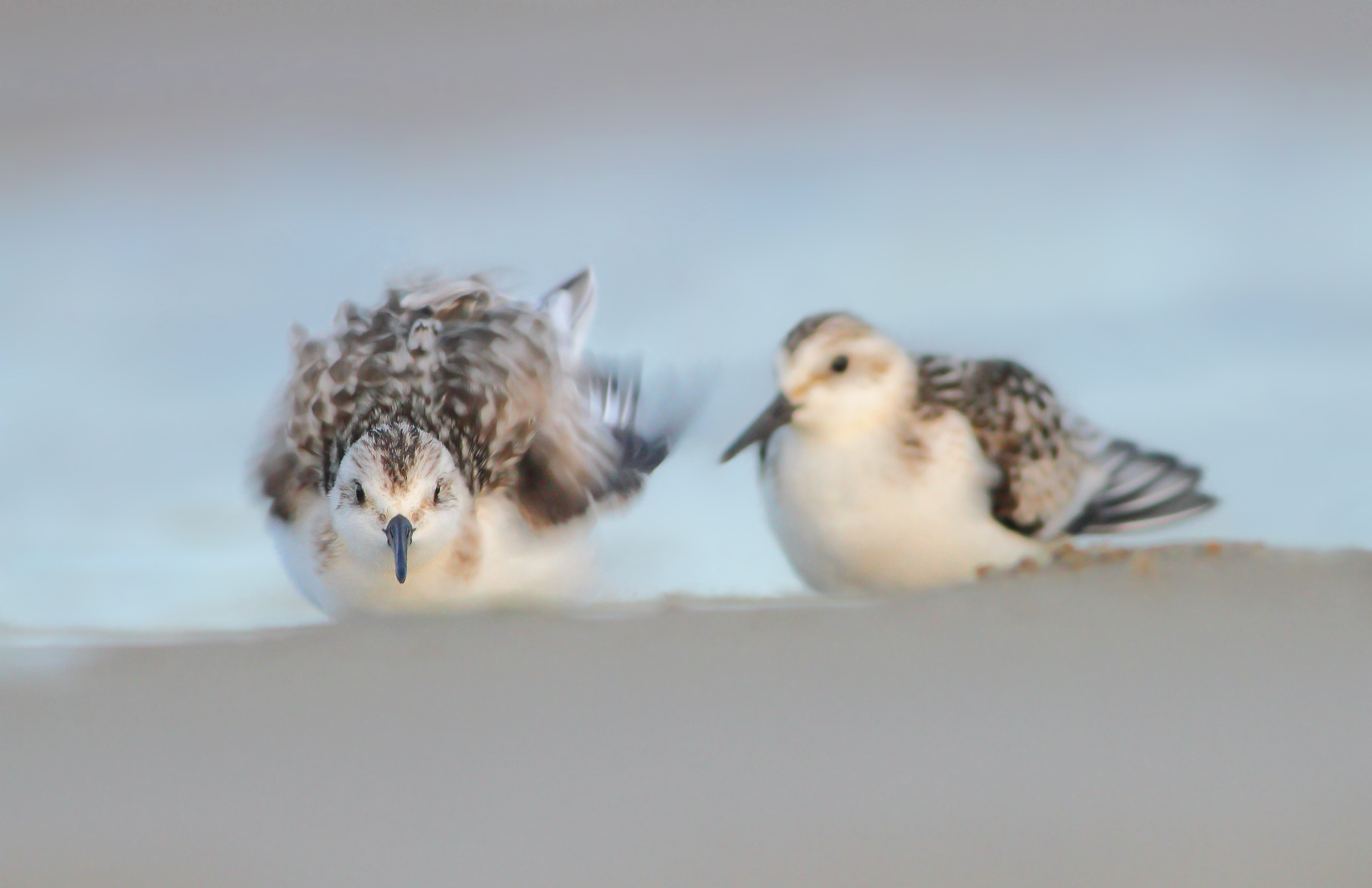 Piovanelli tridattili