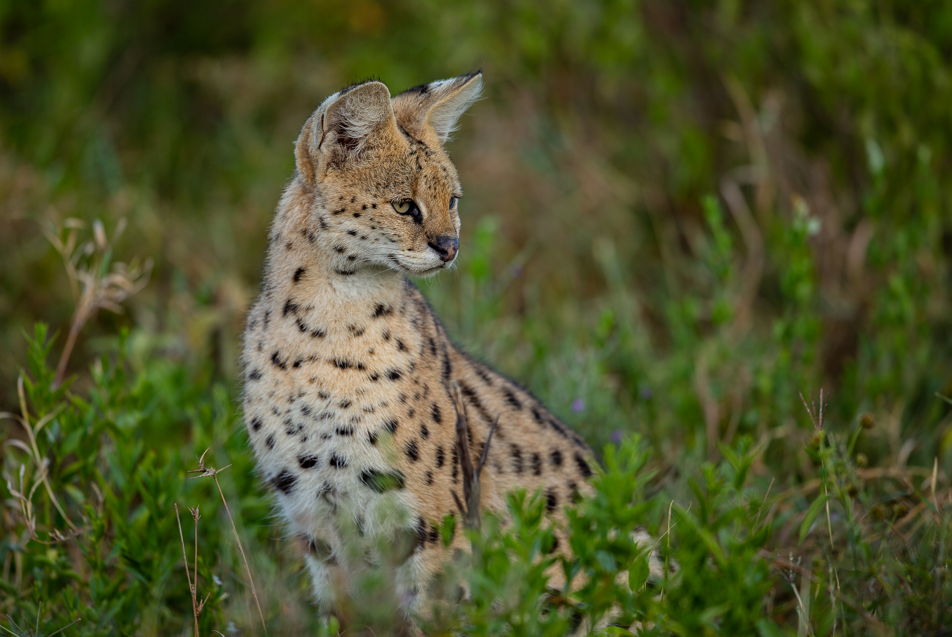 Serval Cat