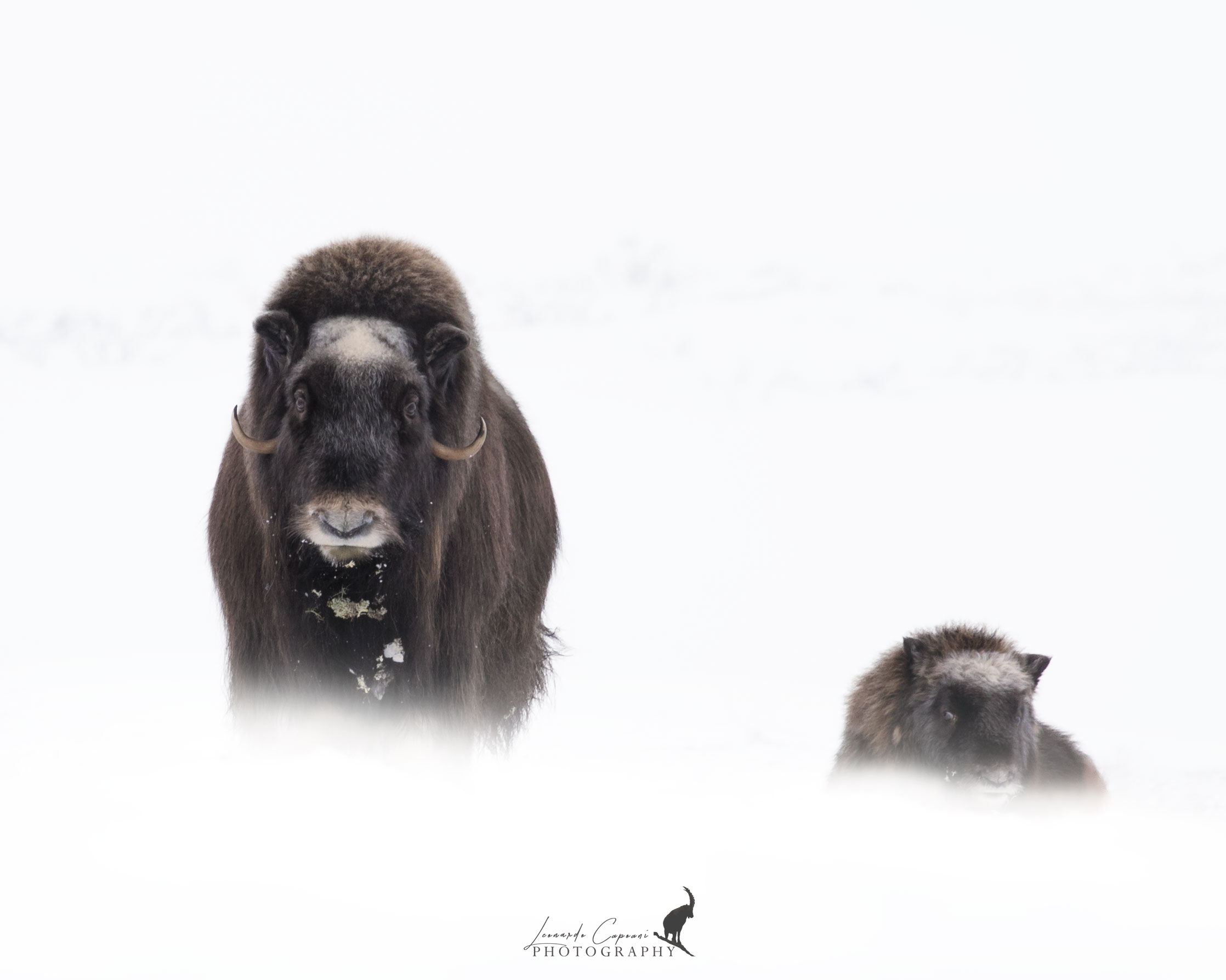 Strategie difensive/ Defensive strategy