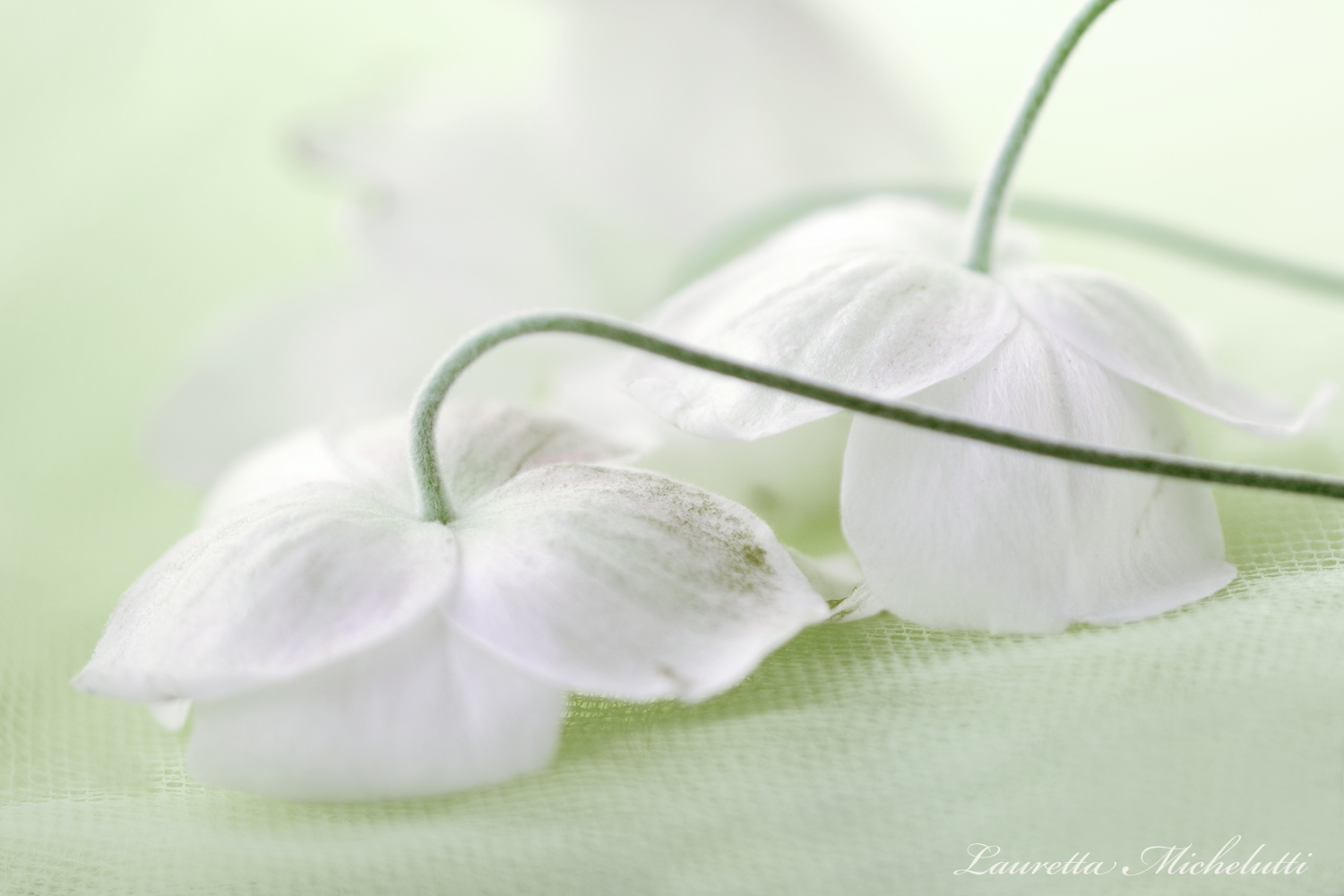 teneri fiori autunnali