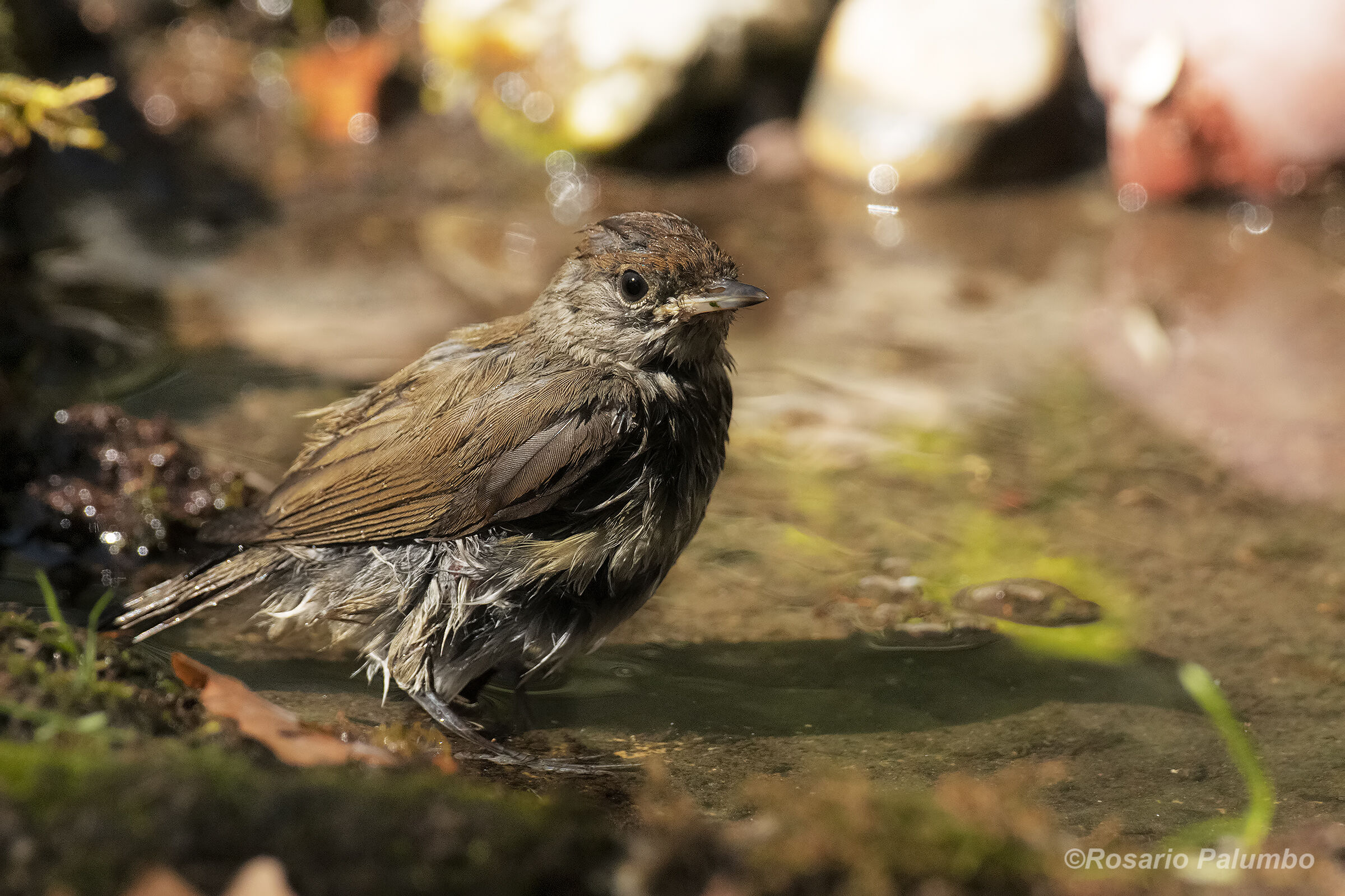 Female capinera after bathing ... where's the hairdryer?