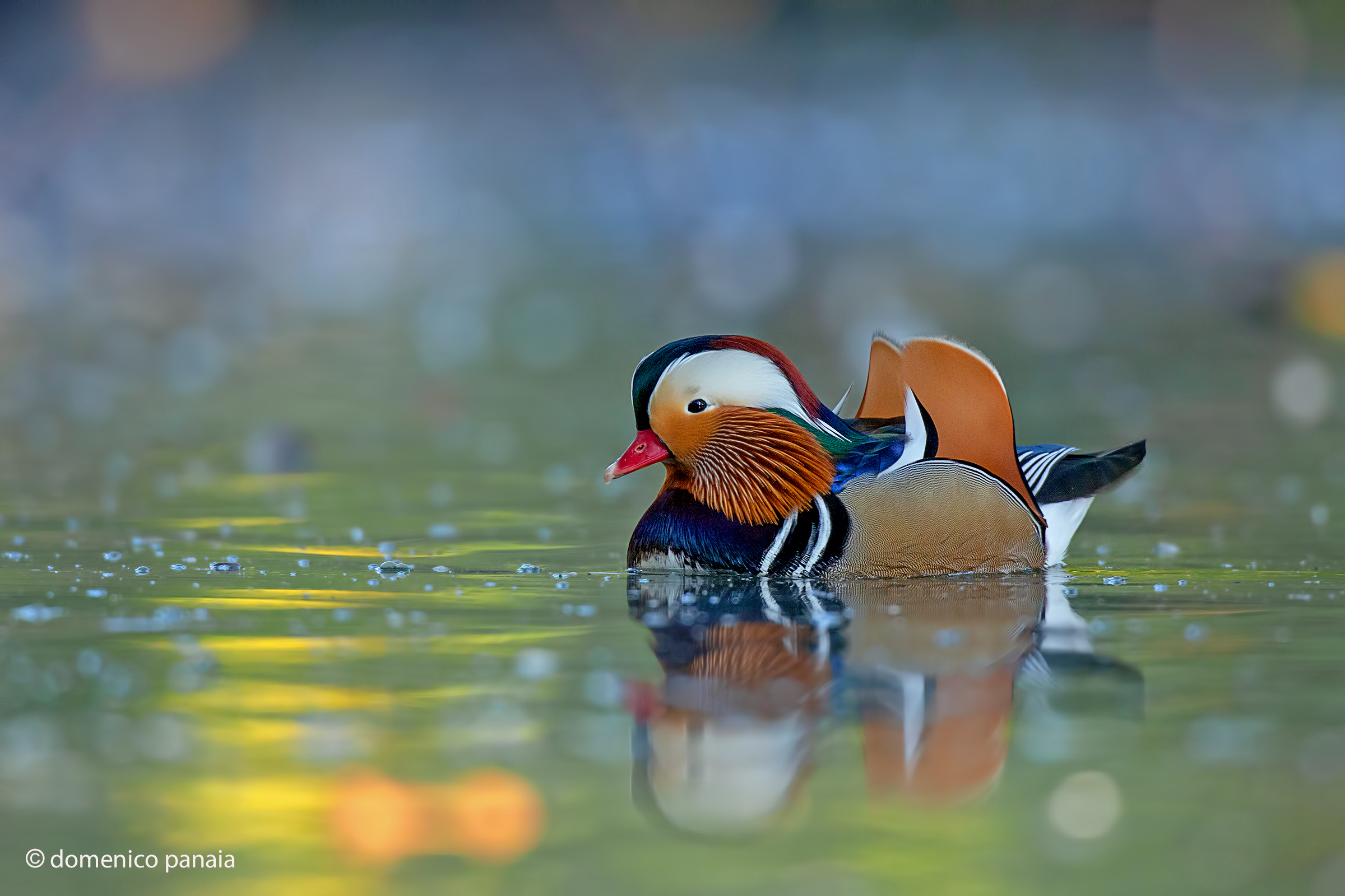 i colori della mandarina