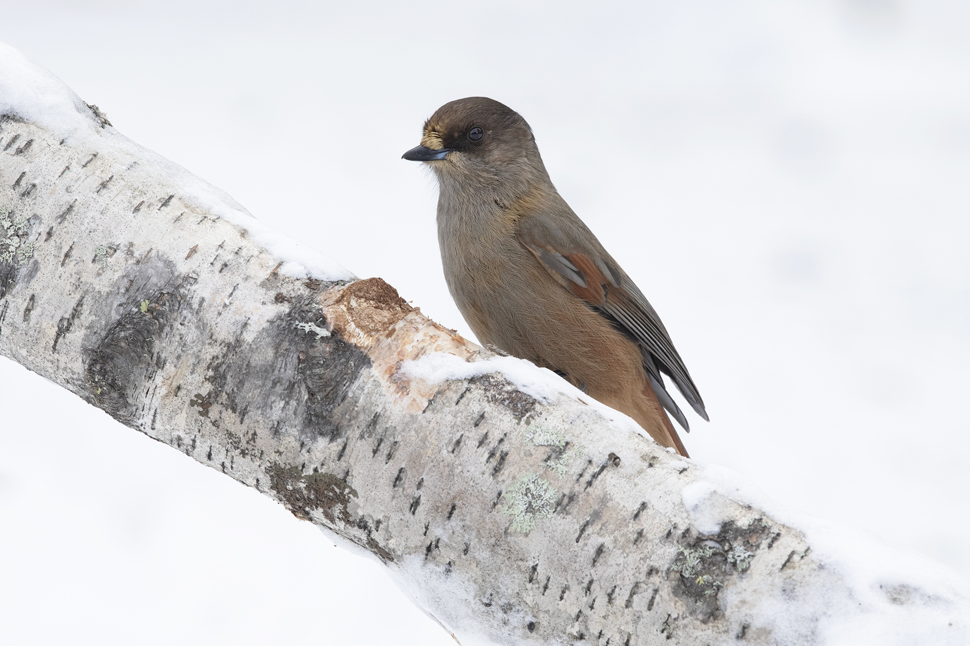 tutto neve, ghiandaia siberiana