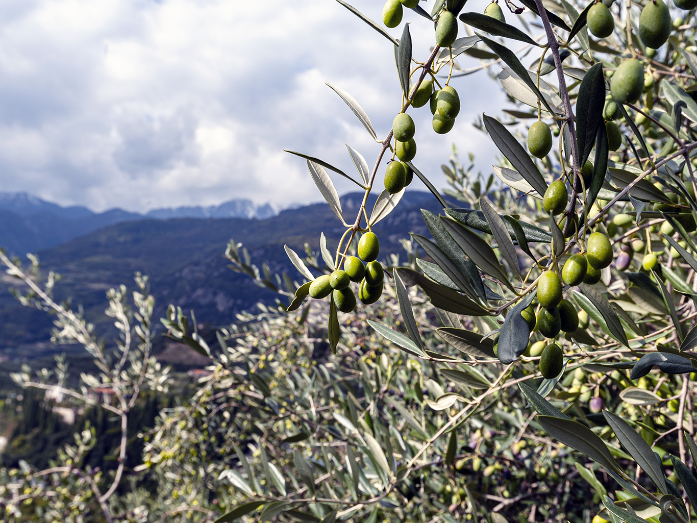 Le olive del Garda