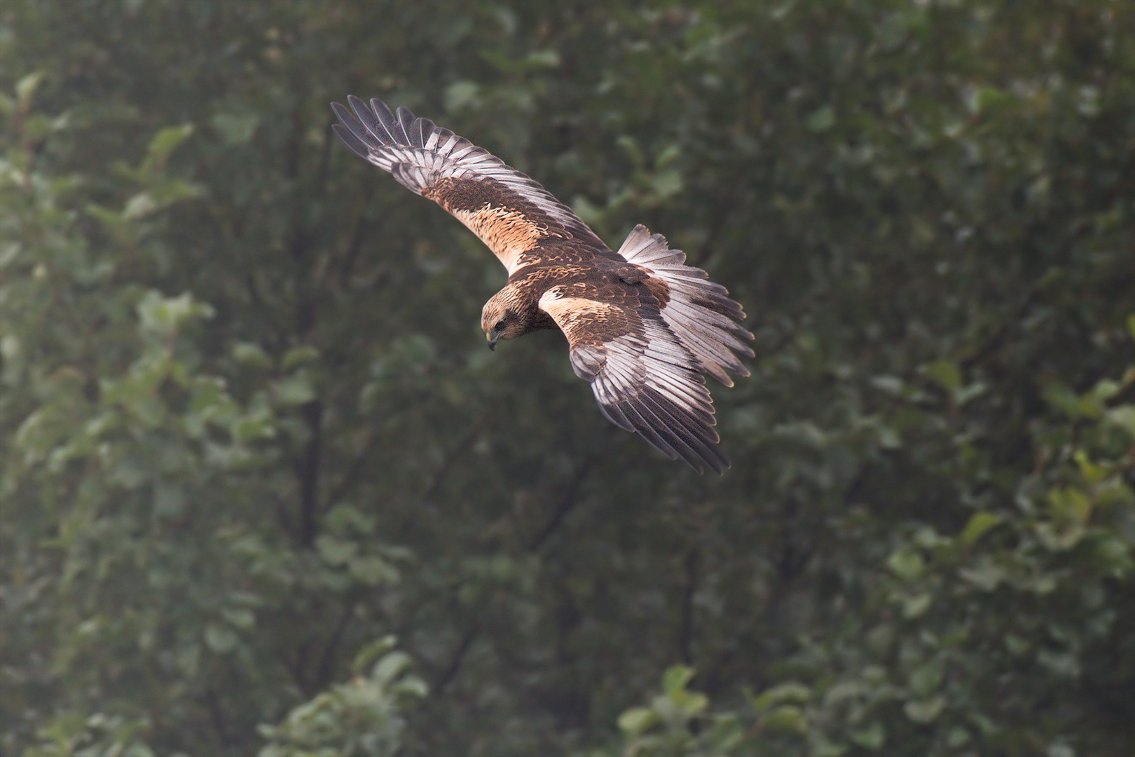 Marsh Falcon (male)