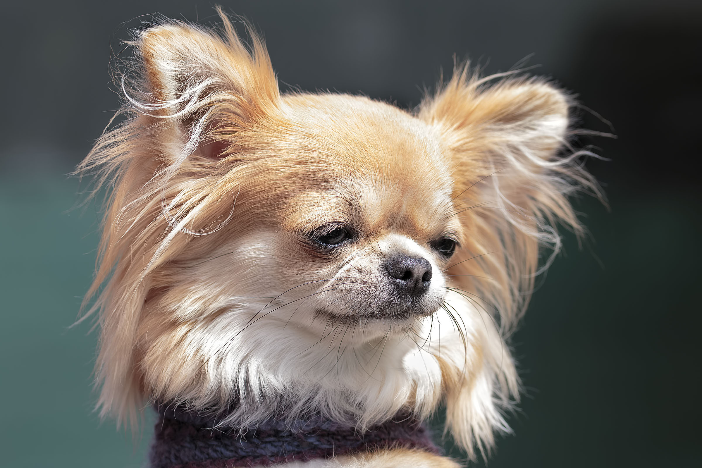 Katy la mia chihuahuina leggermente scocciata