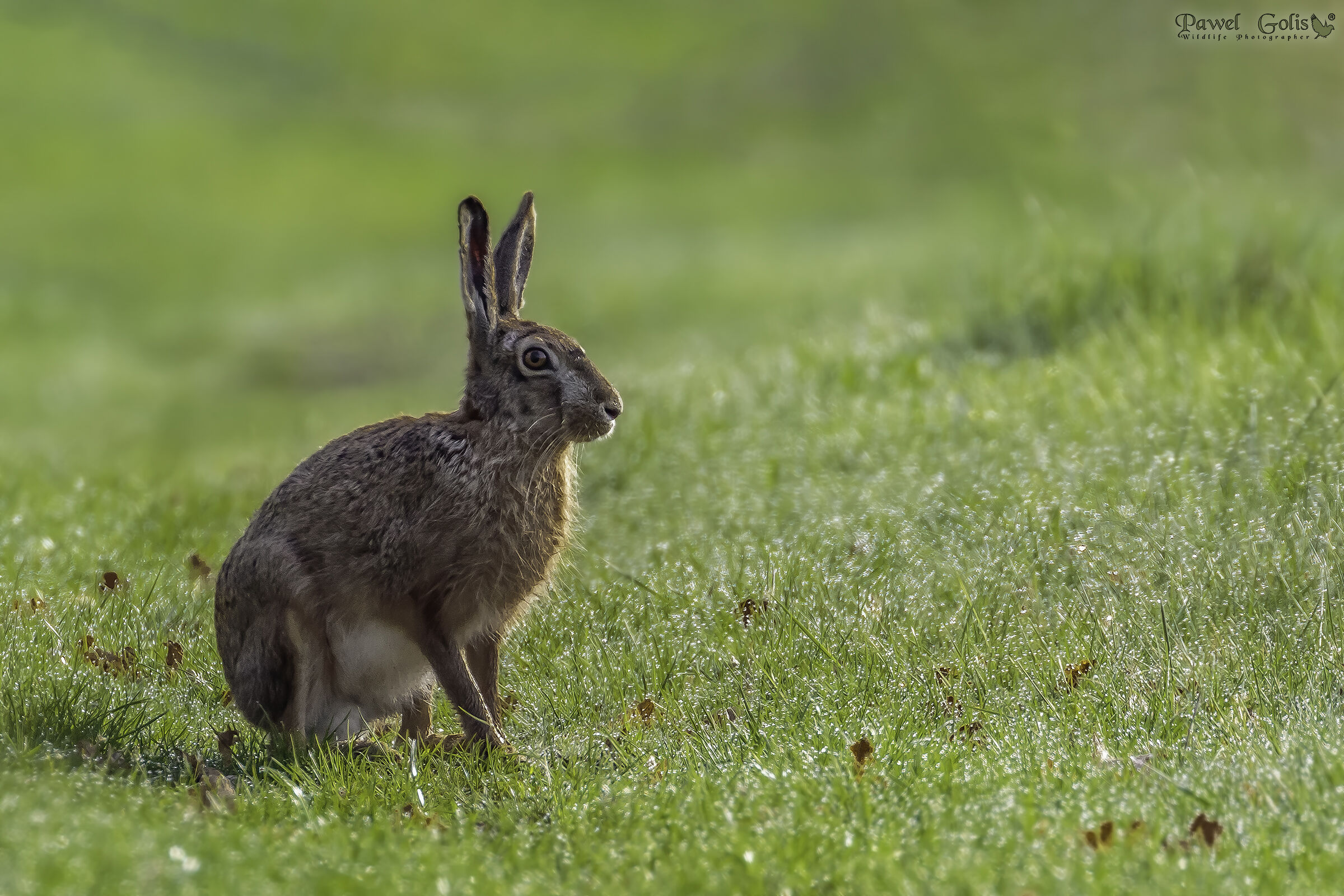 Lepre europea (Lepus europaeus)