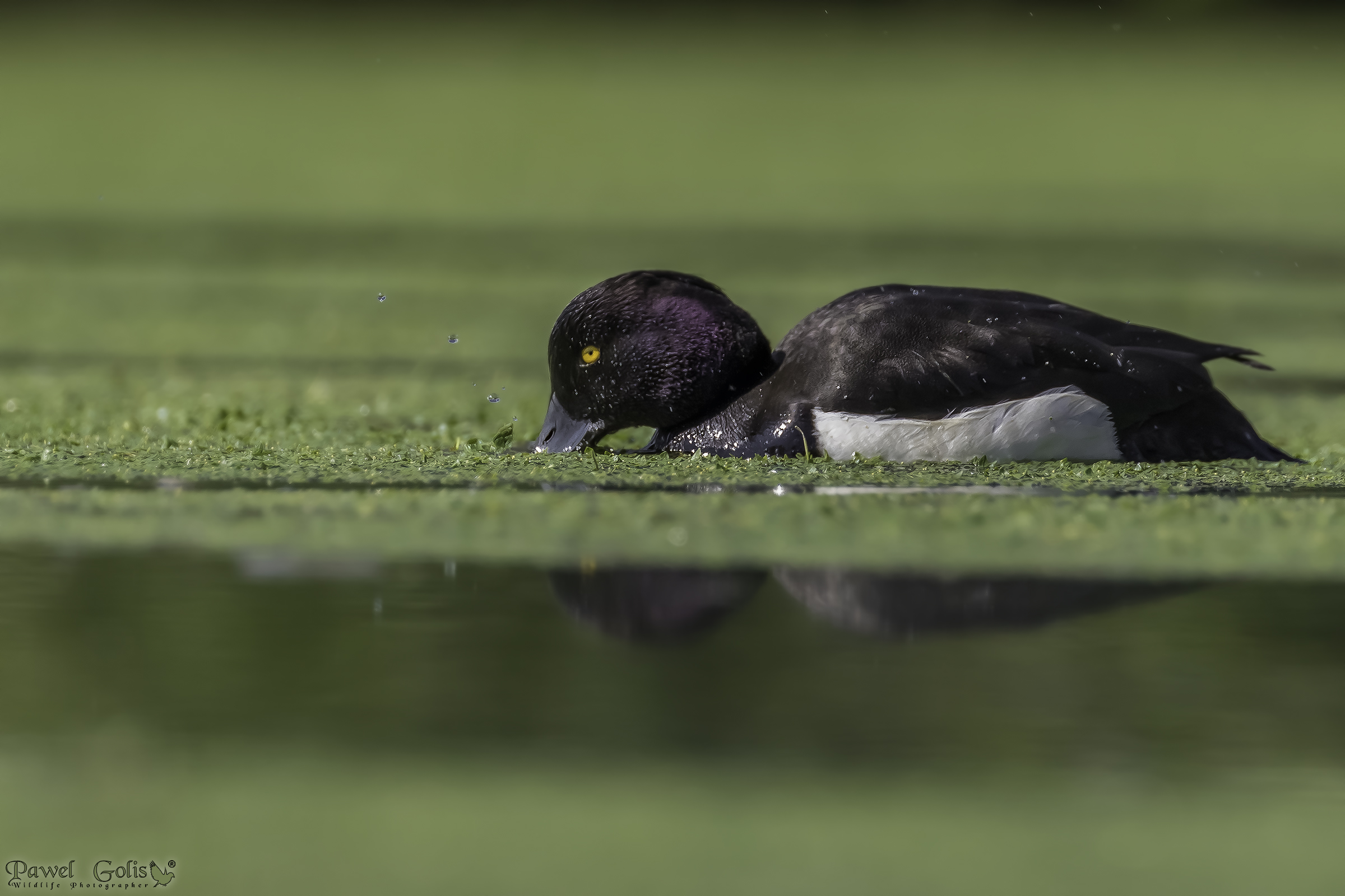 Anatra tufted (Aythya fuligula)
