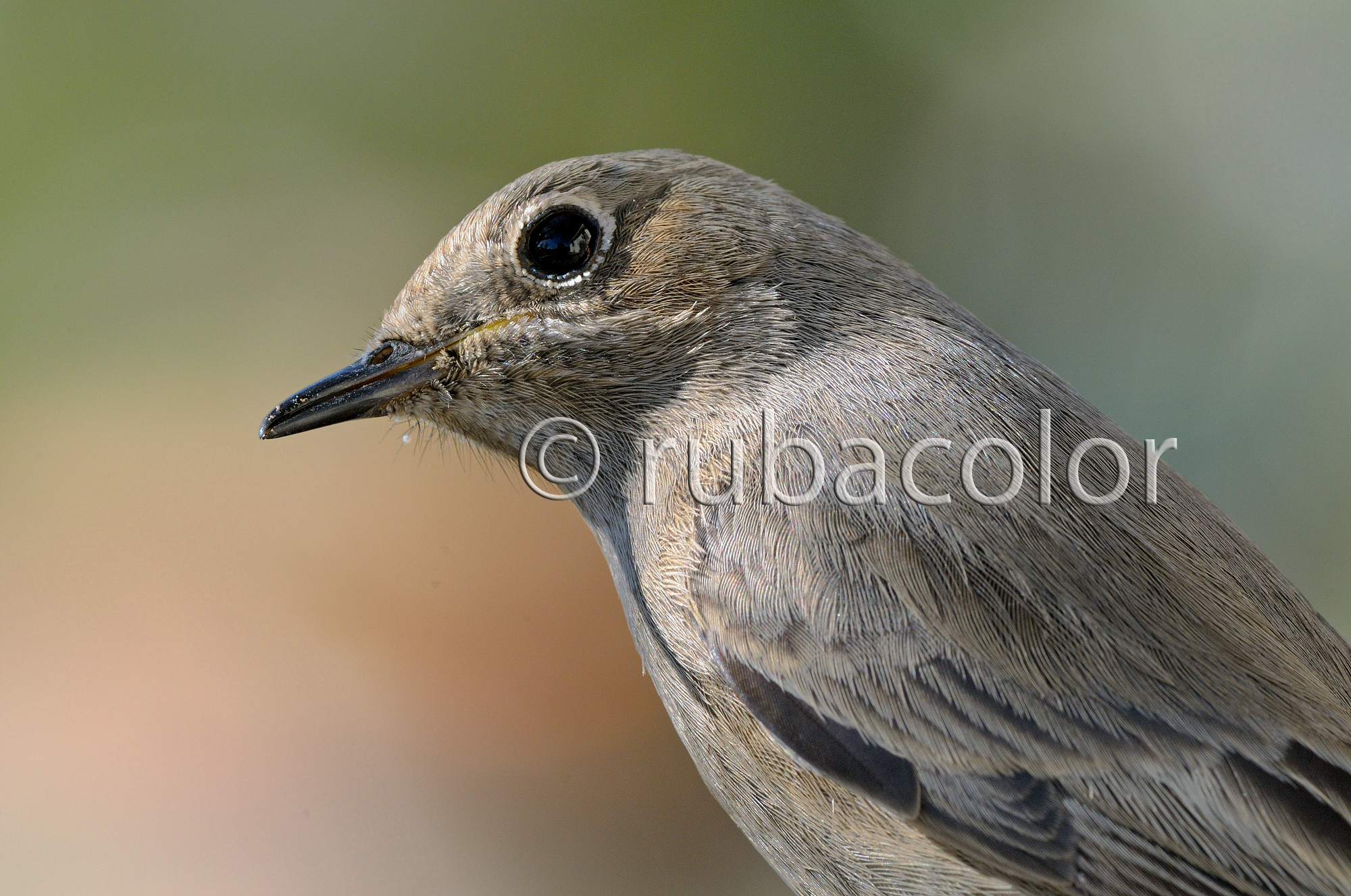 Allora Ruba che aspetti a riempire la mangiatoia??