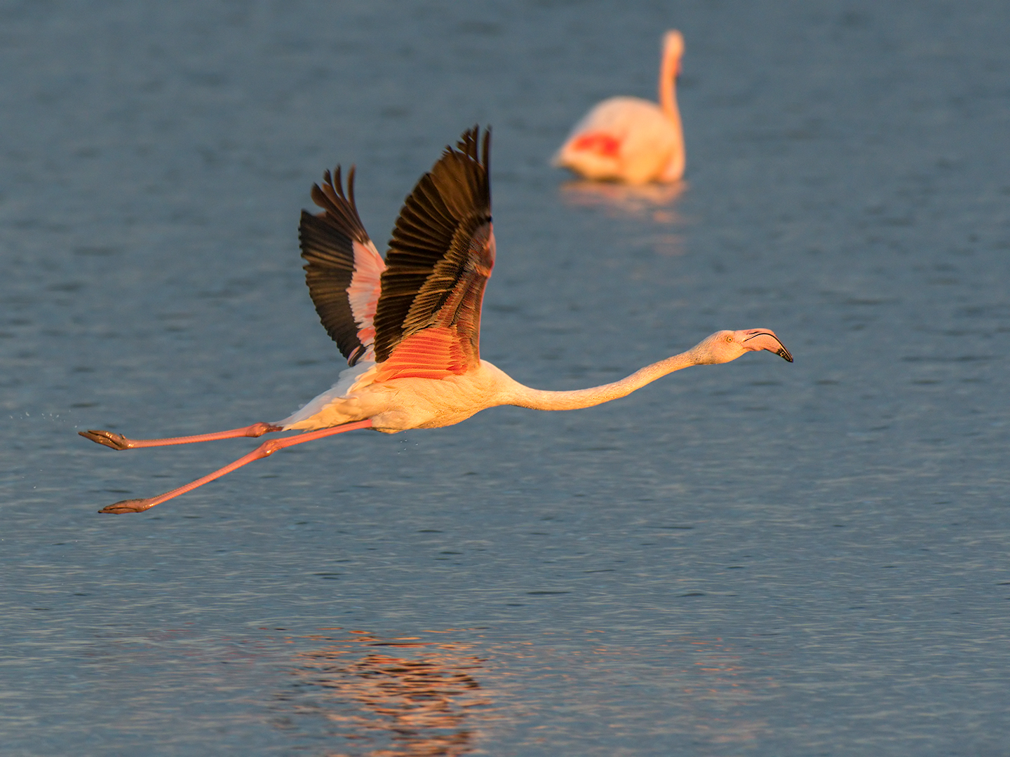 Fenicottero in involo
