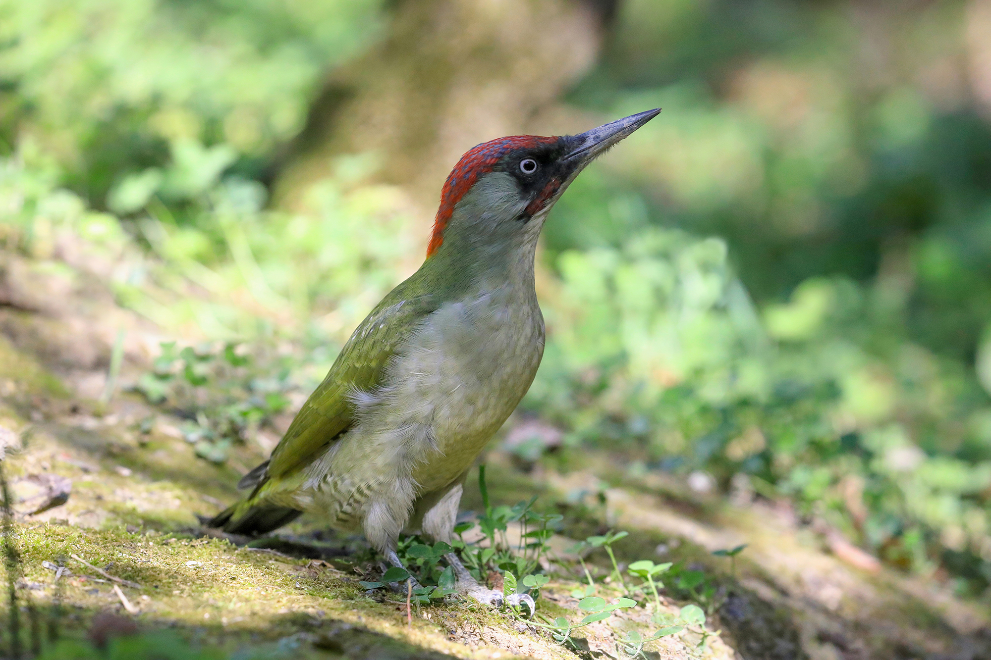 nel bosco picchio verde