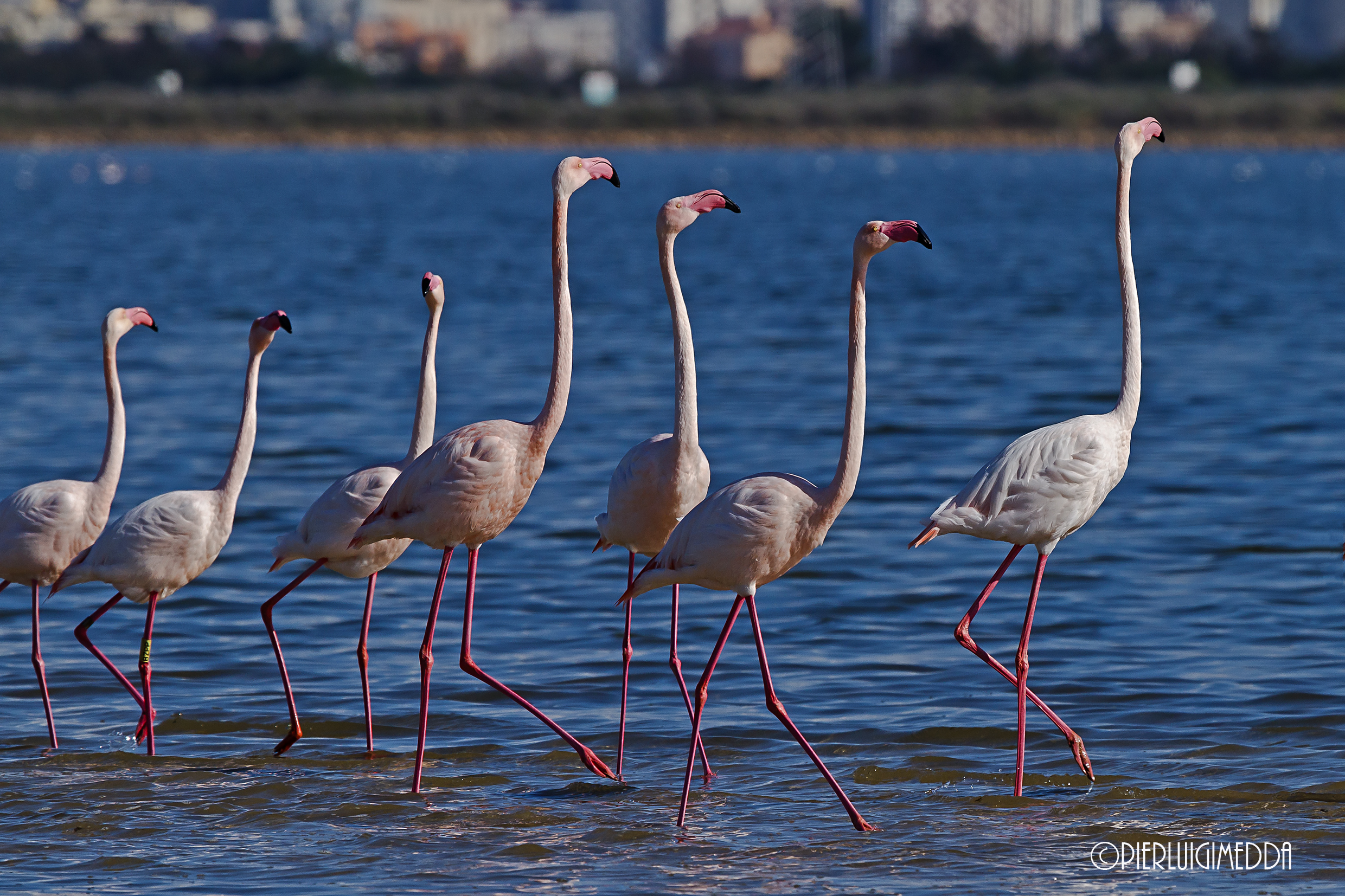Parata Nuziale dei Fenicotteri rosa
