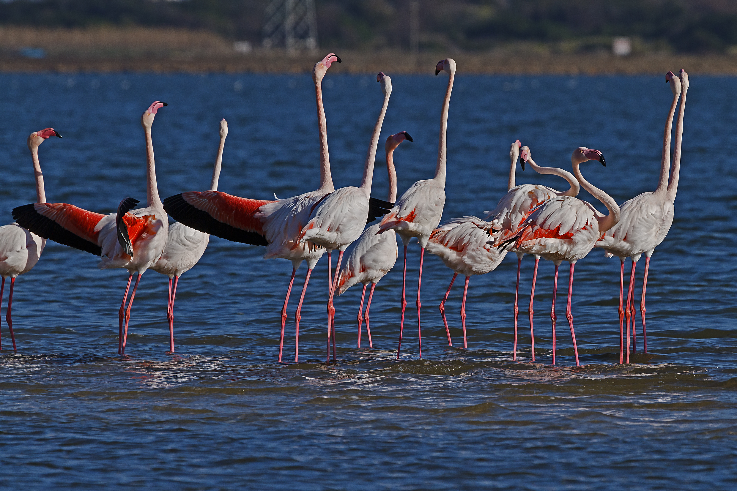 Parata Nuziale dei Fenicotteri rosa