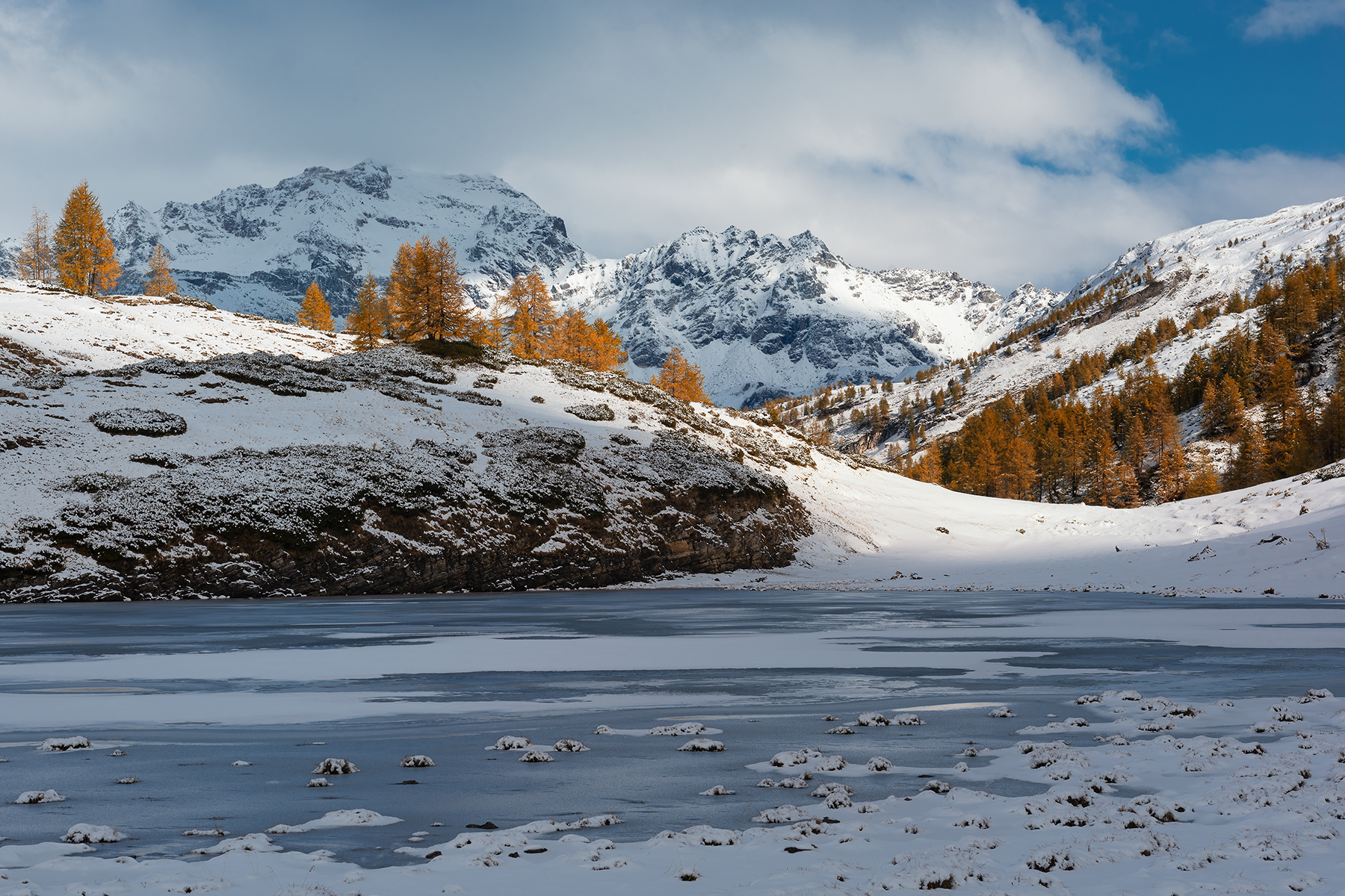 Larici tra i ghiacci