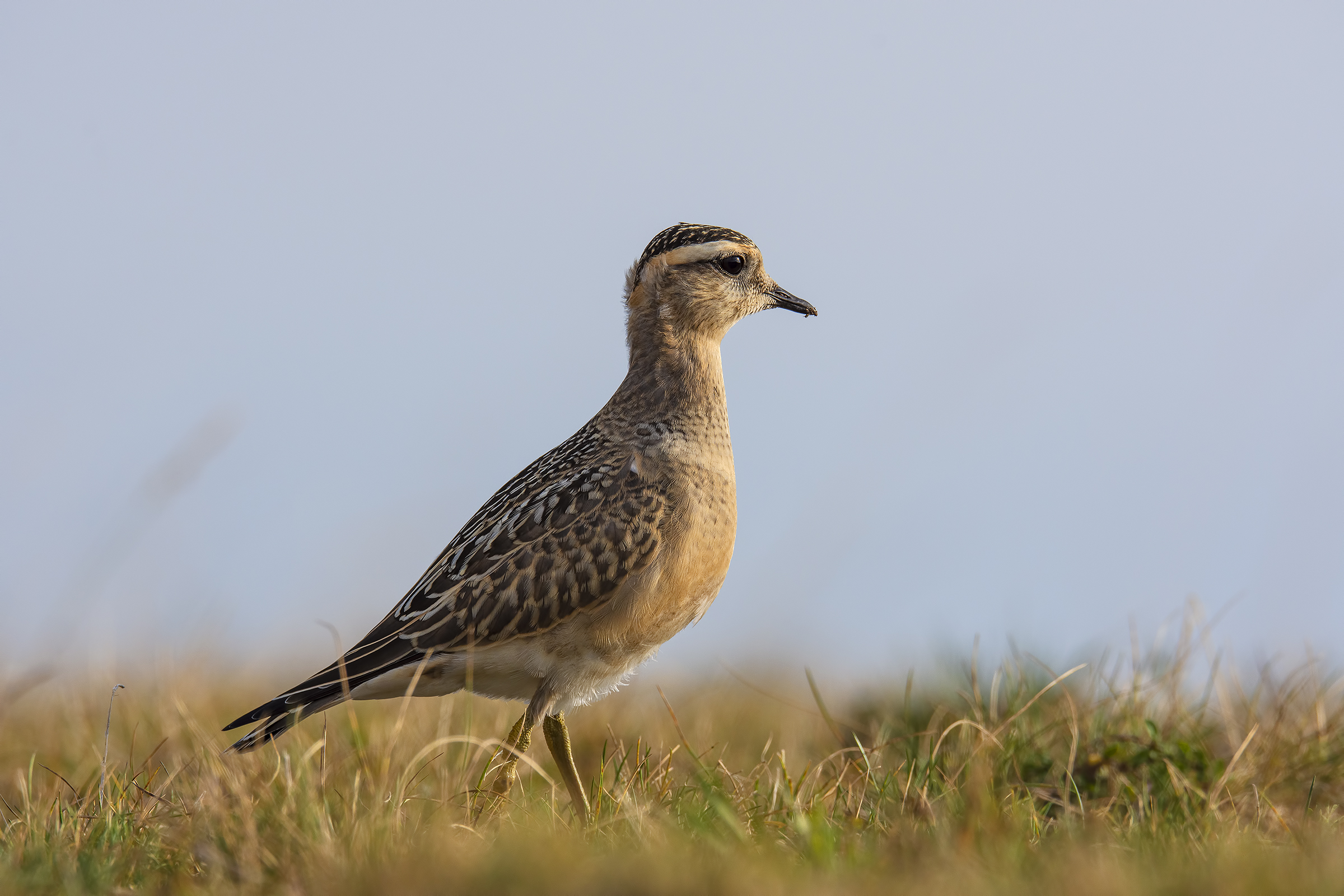 Tortolino al tramonto