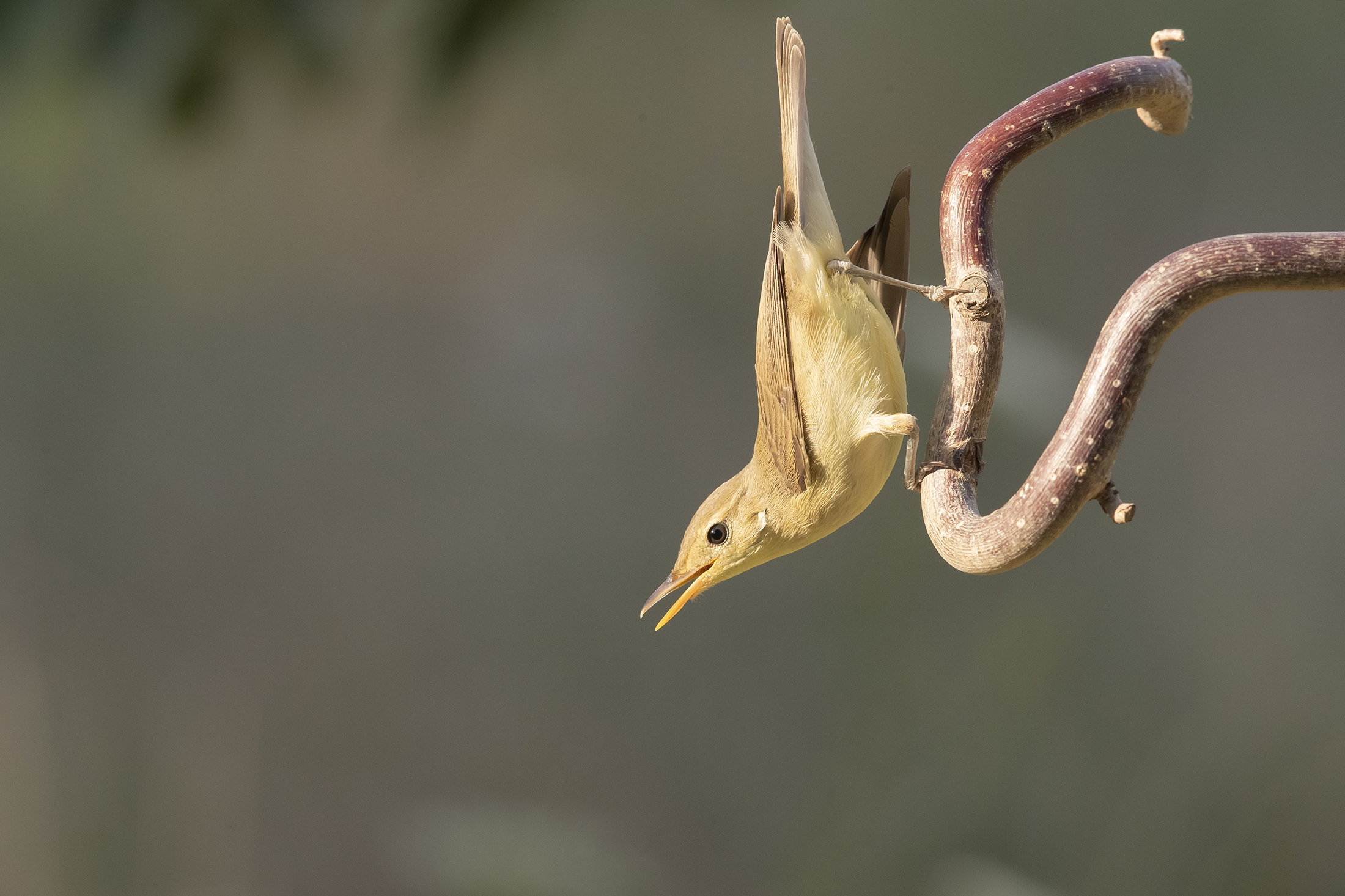 Canapino - Wikipedia