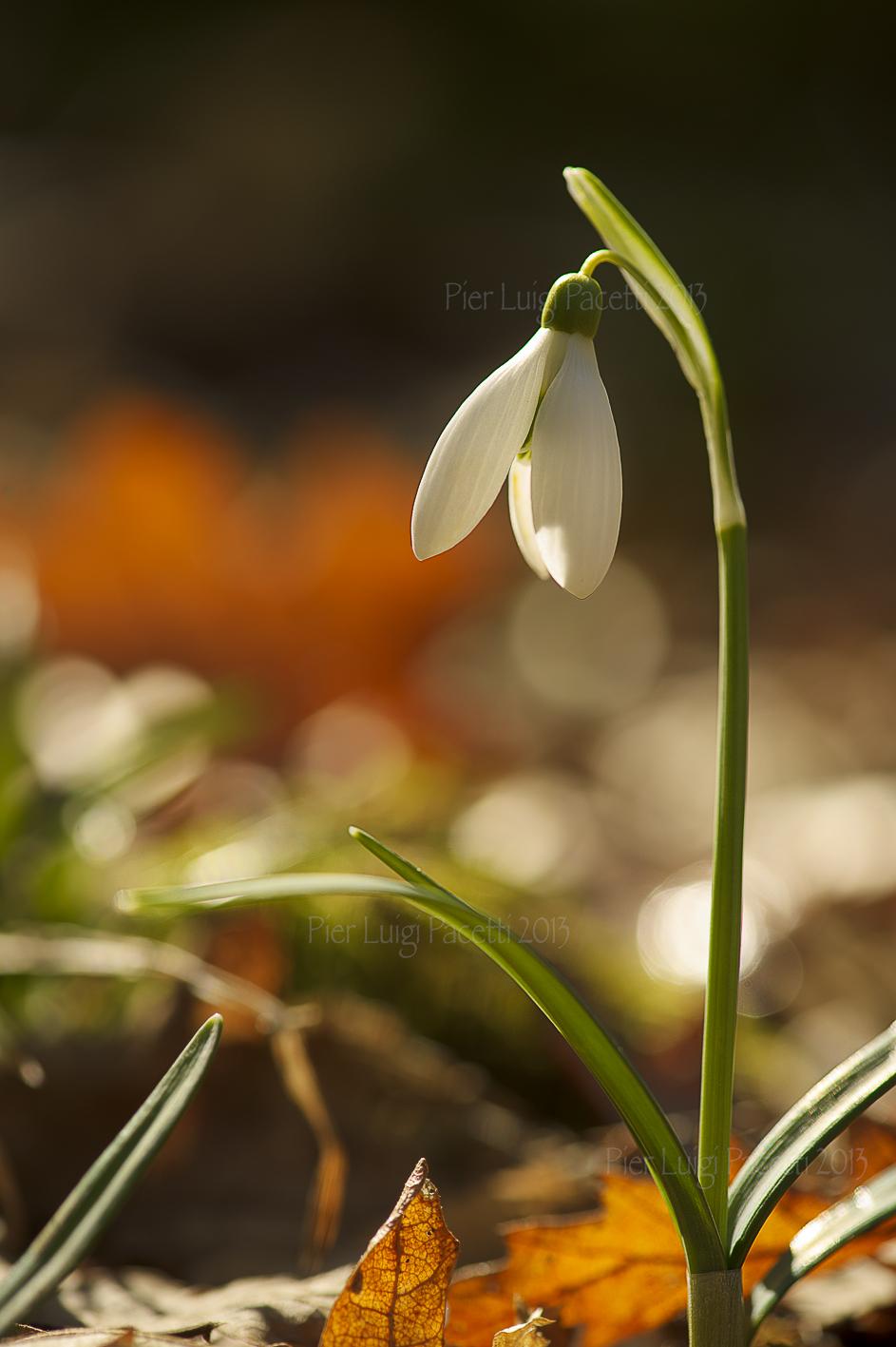 Snowdrop